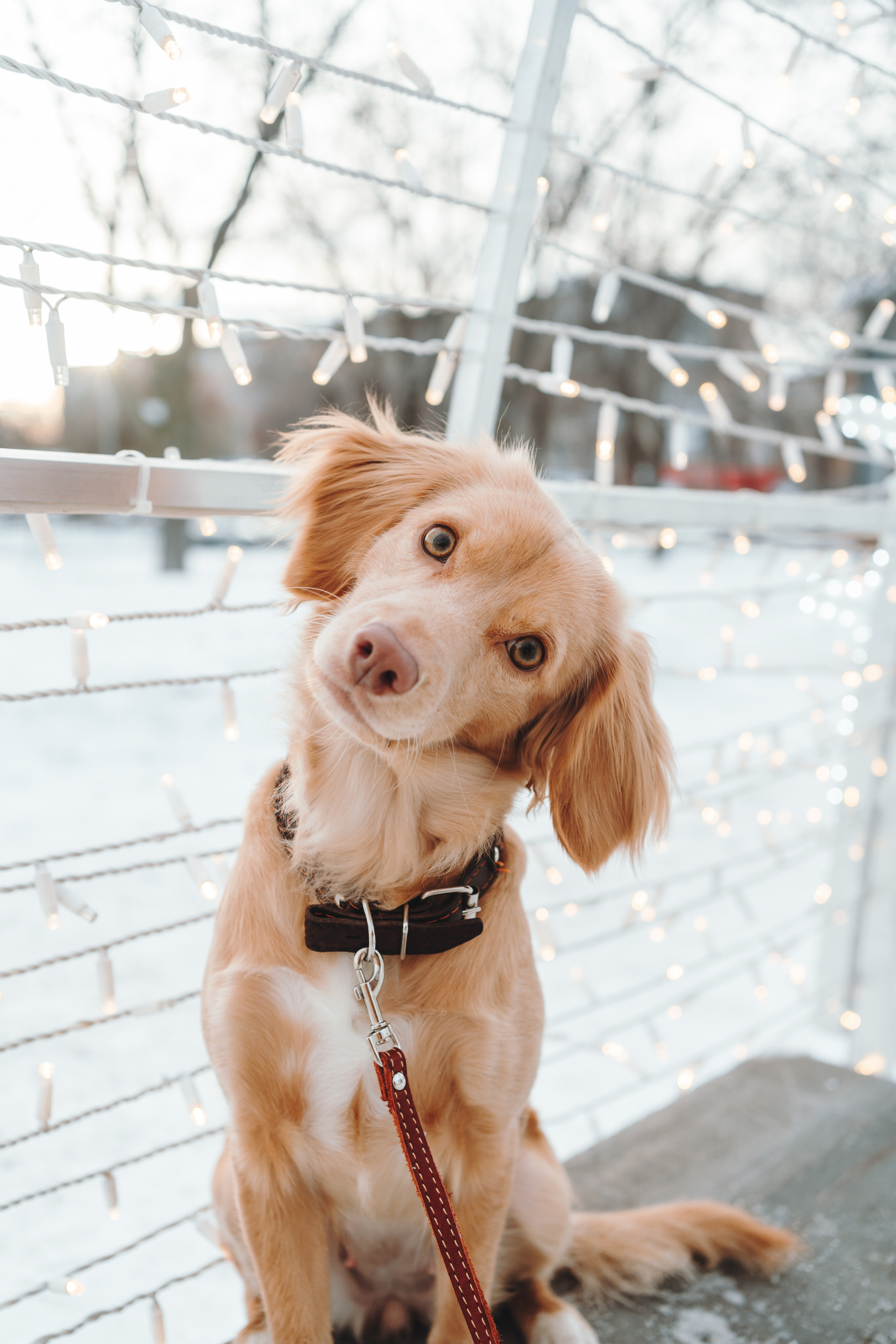 Джесси. Фотограф-анималист Анастасия Большакова