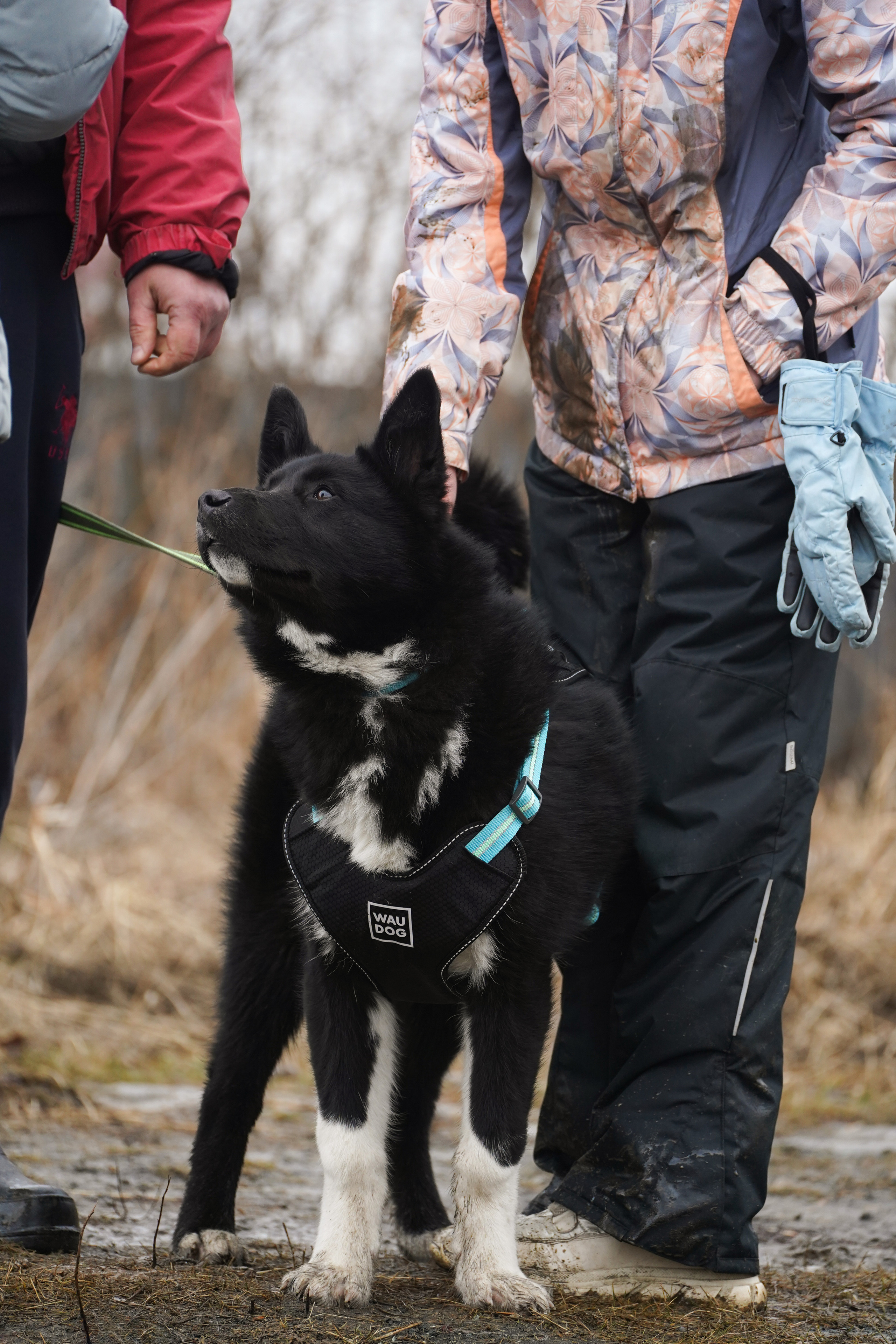 Клуб любителей собак «CANIS». Фотограф-анималист Анастасия Большакова