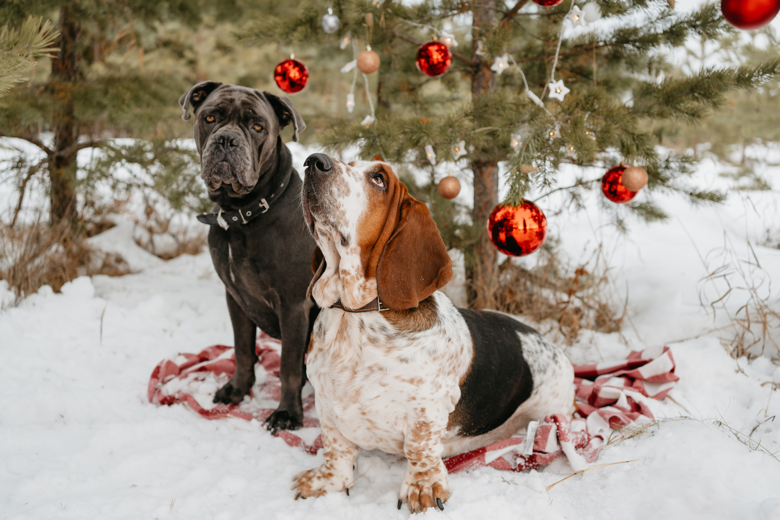 Ася и Батик. Фотограф-анималист Анастасия Большакова