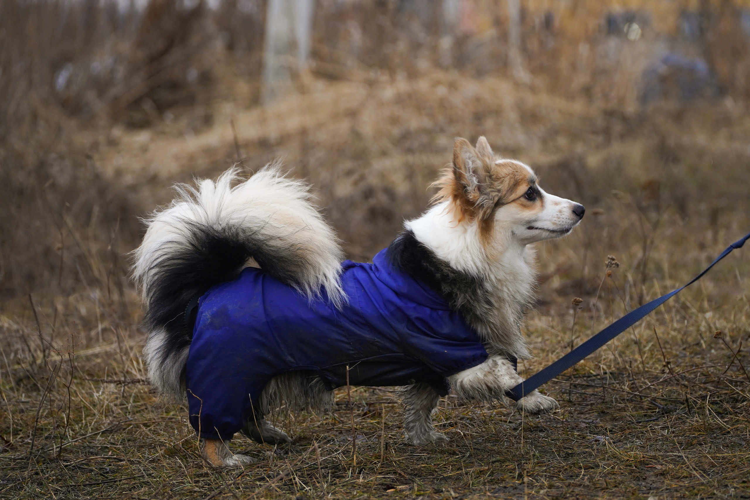 Клуб любителей собак «CANIS». Фотограф-анималист Анастасия Большакова