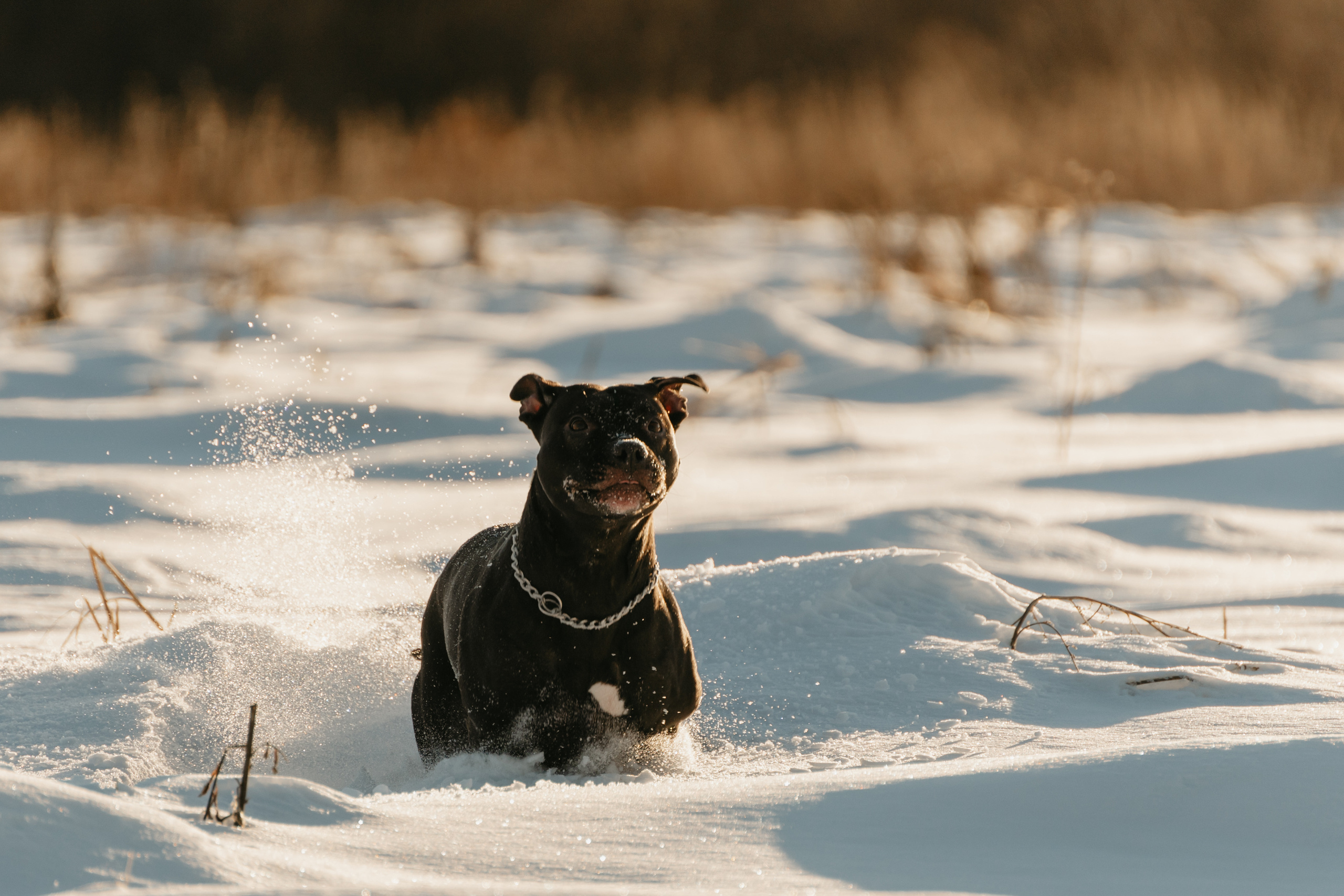 Мэгги. Фотограф-анималист Анастасия Большакова