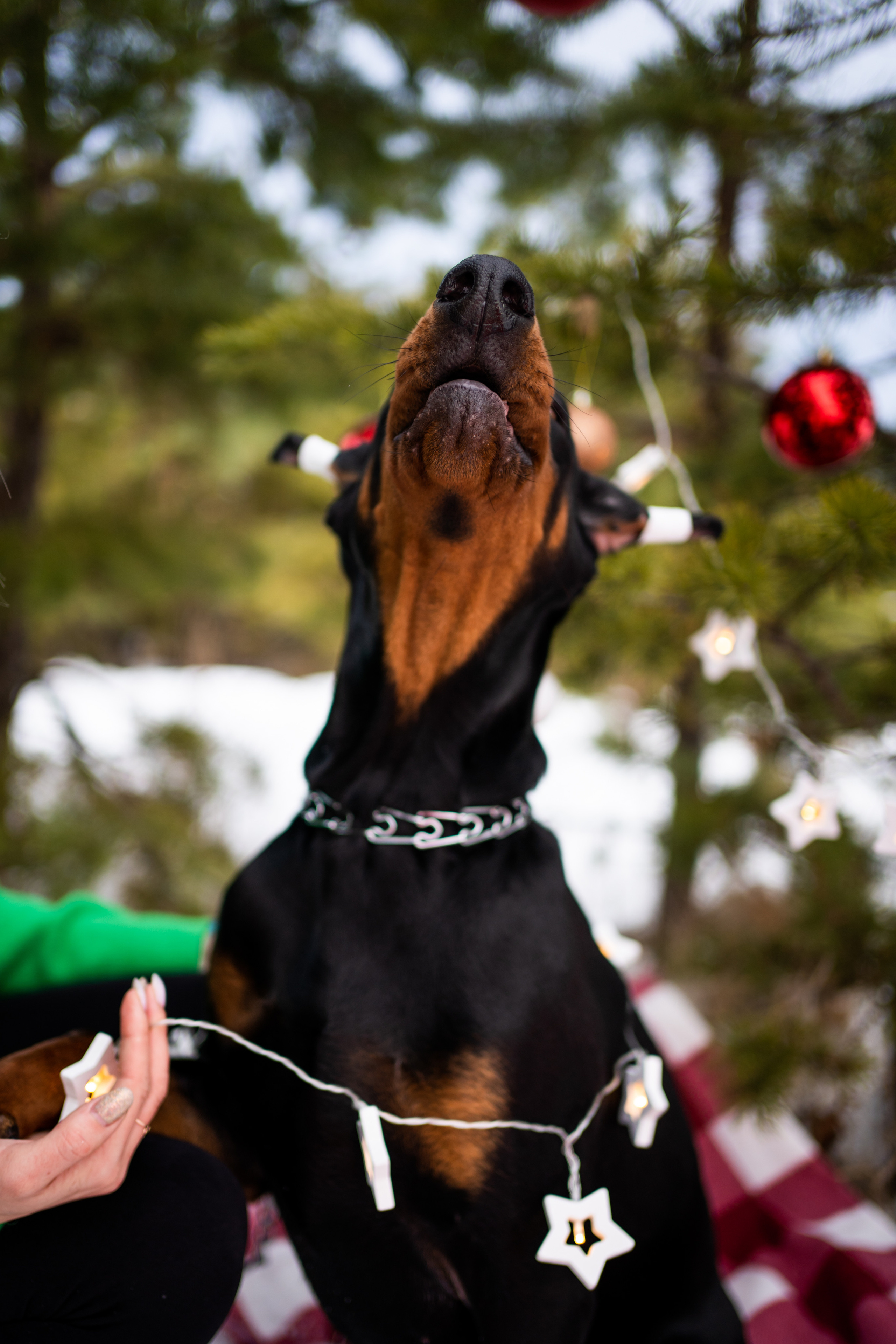 Каспер. Фотограф-анималист Анастасия Большакова