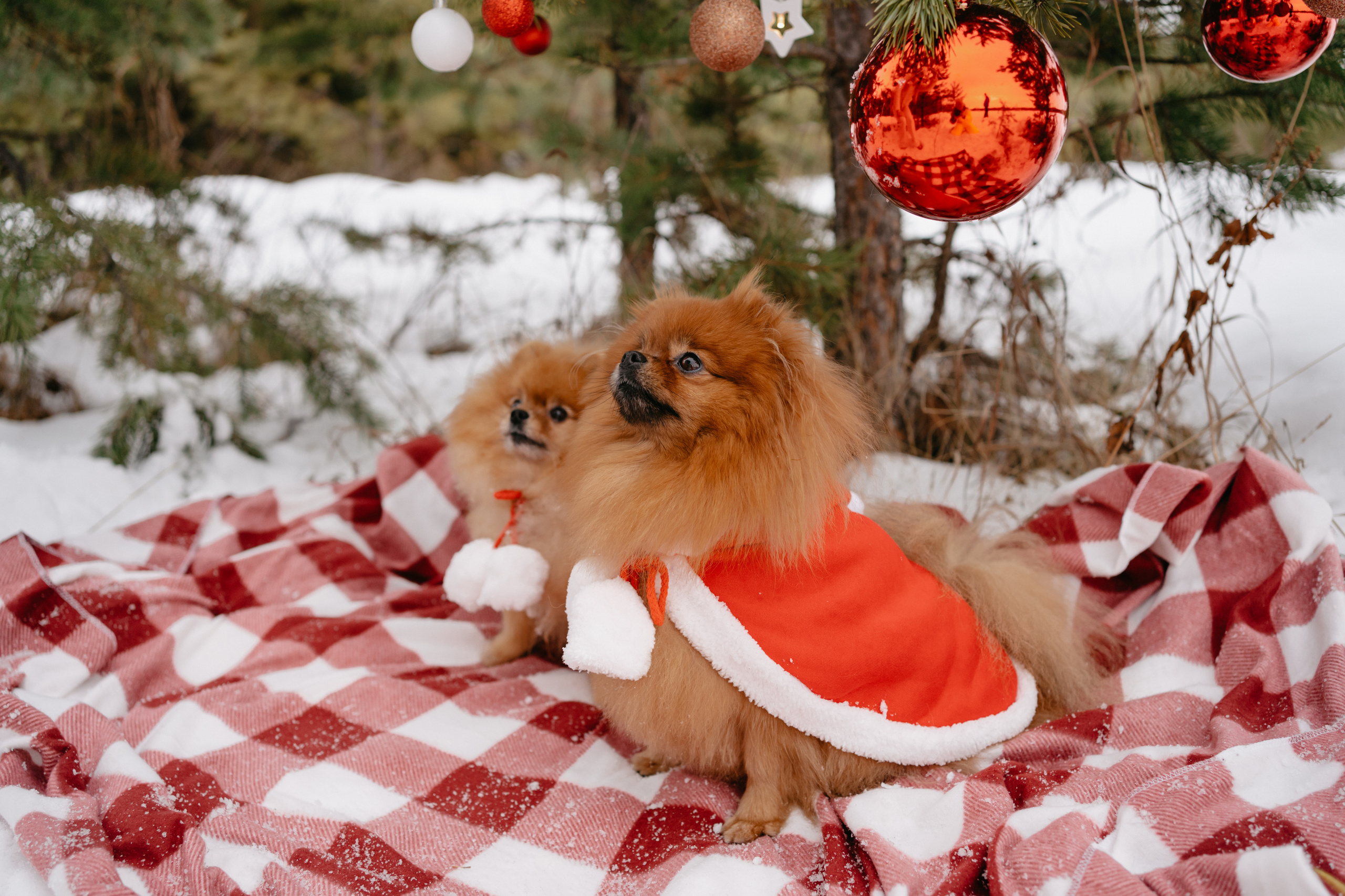 Кесси и Нола. Фотограф-анималист Анастасия Большакова