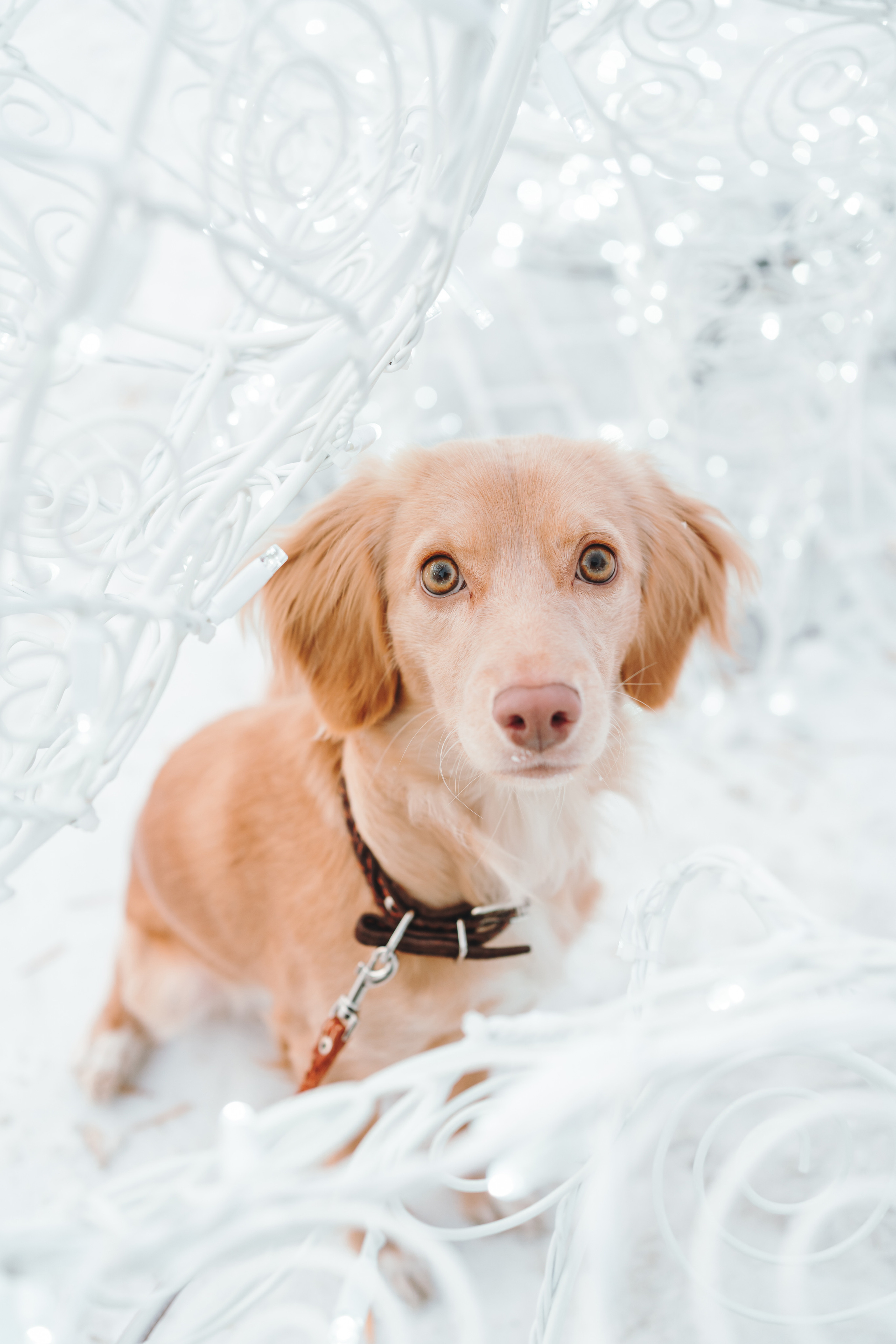 Джесси. Фотограф-анималист Анастасия Большакова