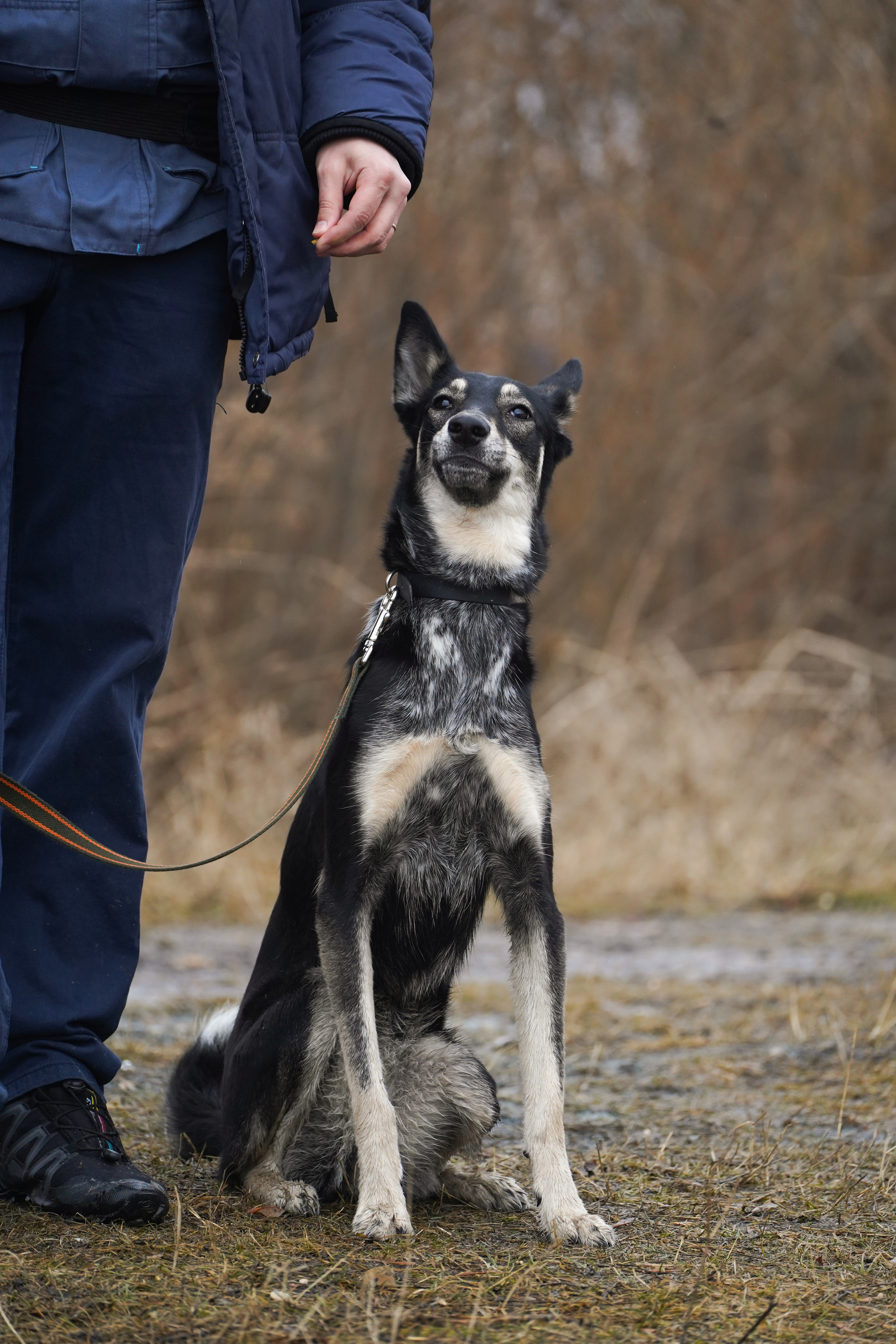 Клуб любителей собак «CANIS». Фотограф-анималист Анастасия Большакова