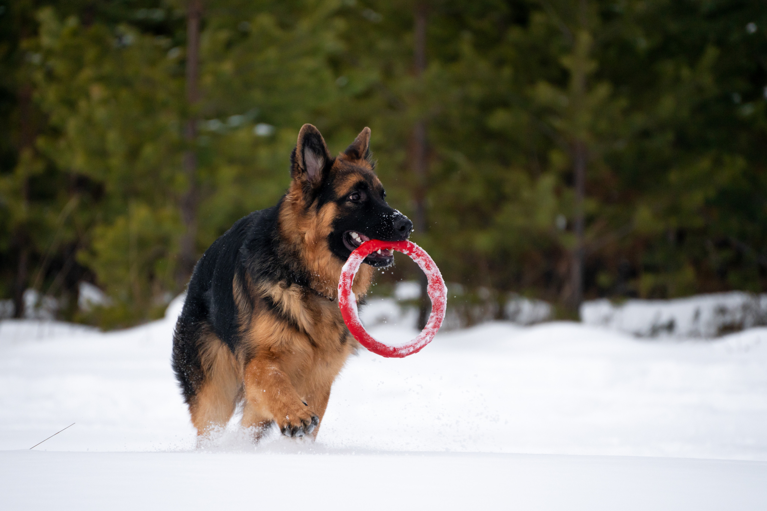Байкал. Фотограф-анималист Анастасия Большакова