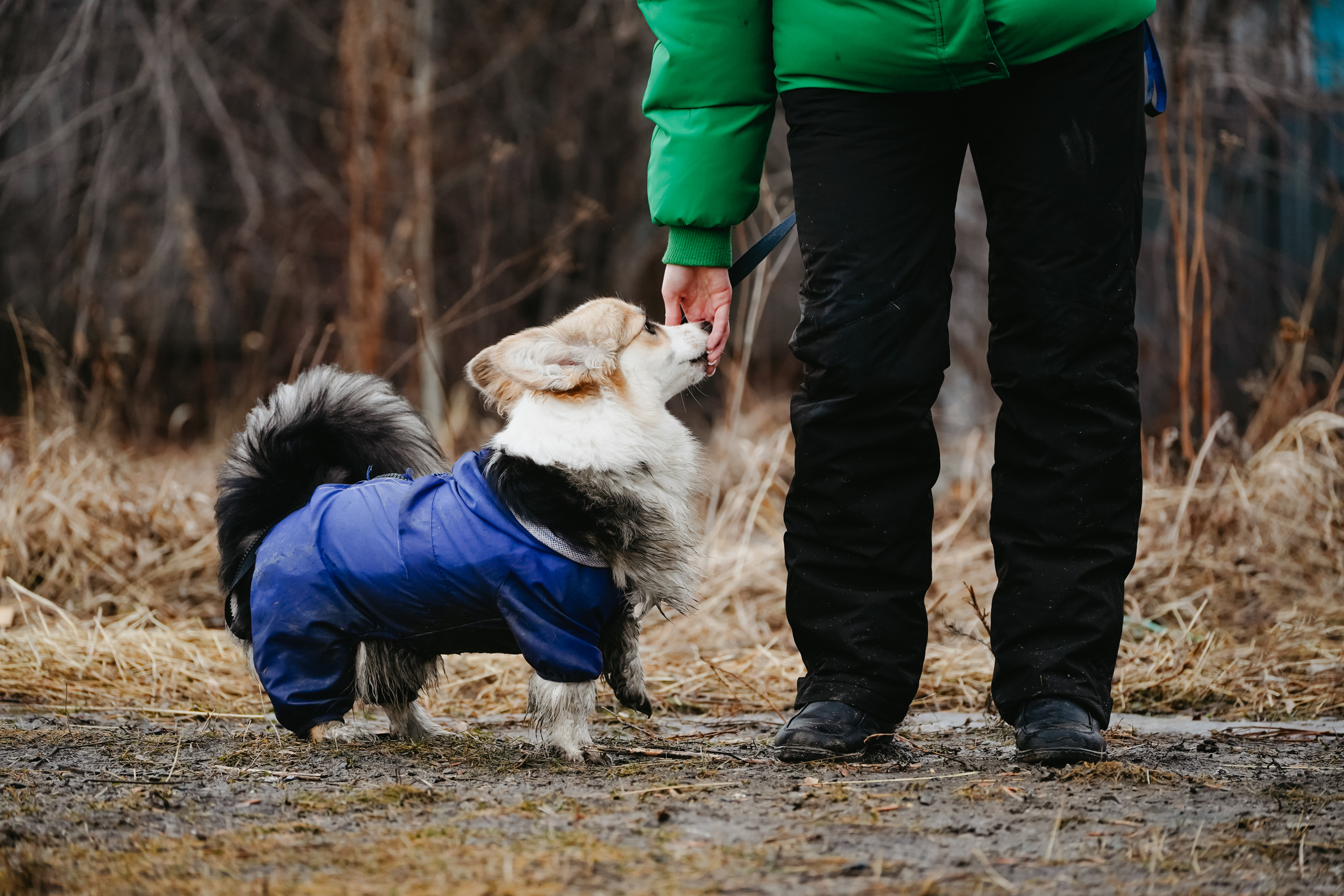 Клуб любителей собак «CANIS». Фотограф-анималист Анастасия Большакова