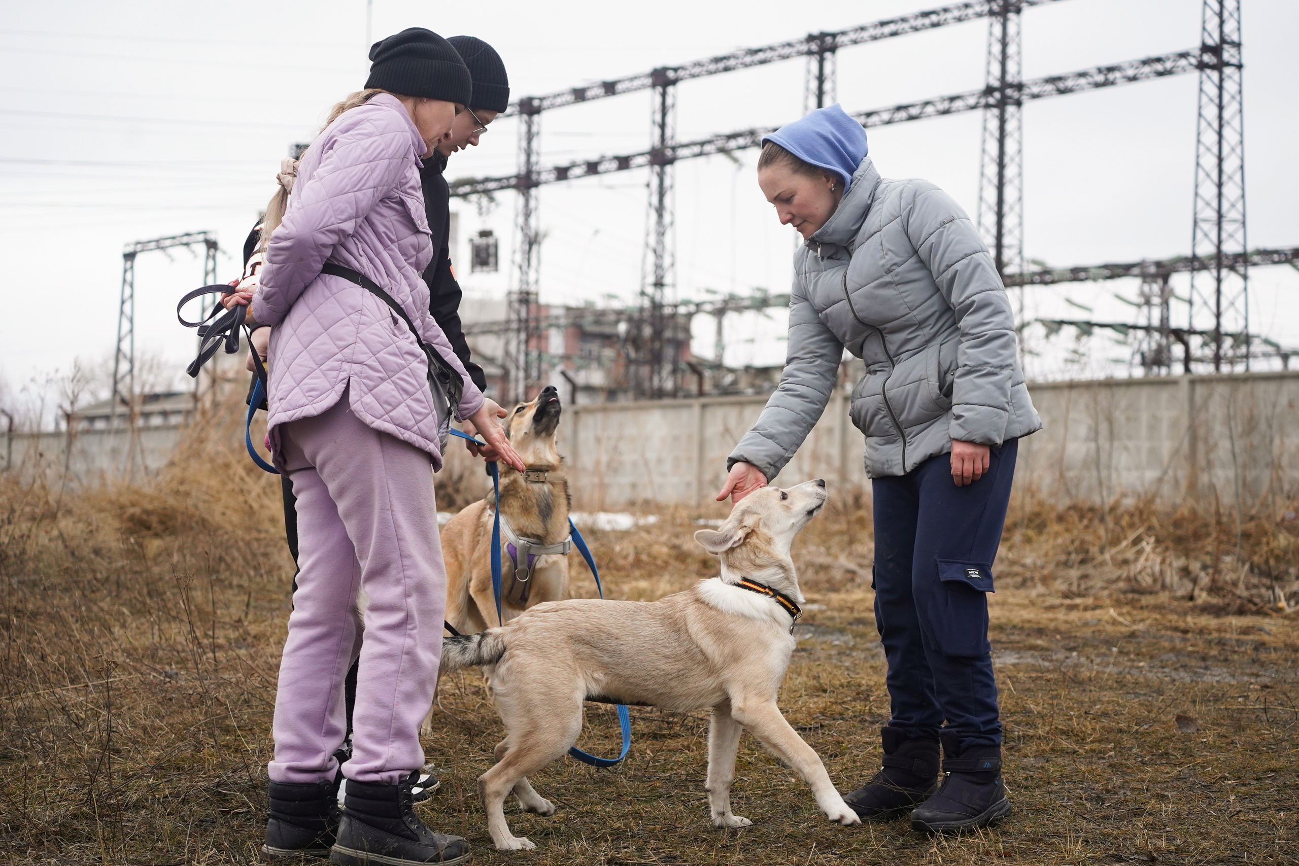 Клуб любителей собак «CANIS». Фотограф-анималист Анастасия Большакова