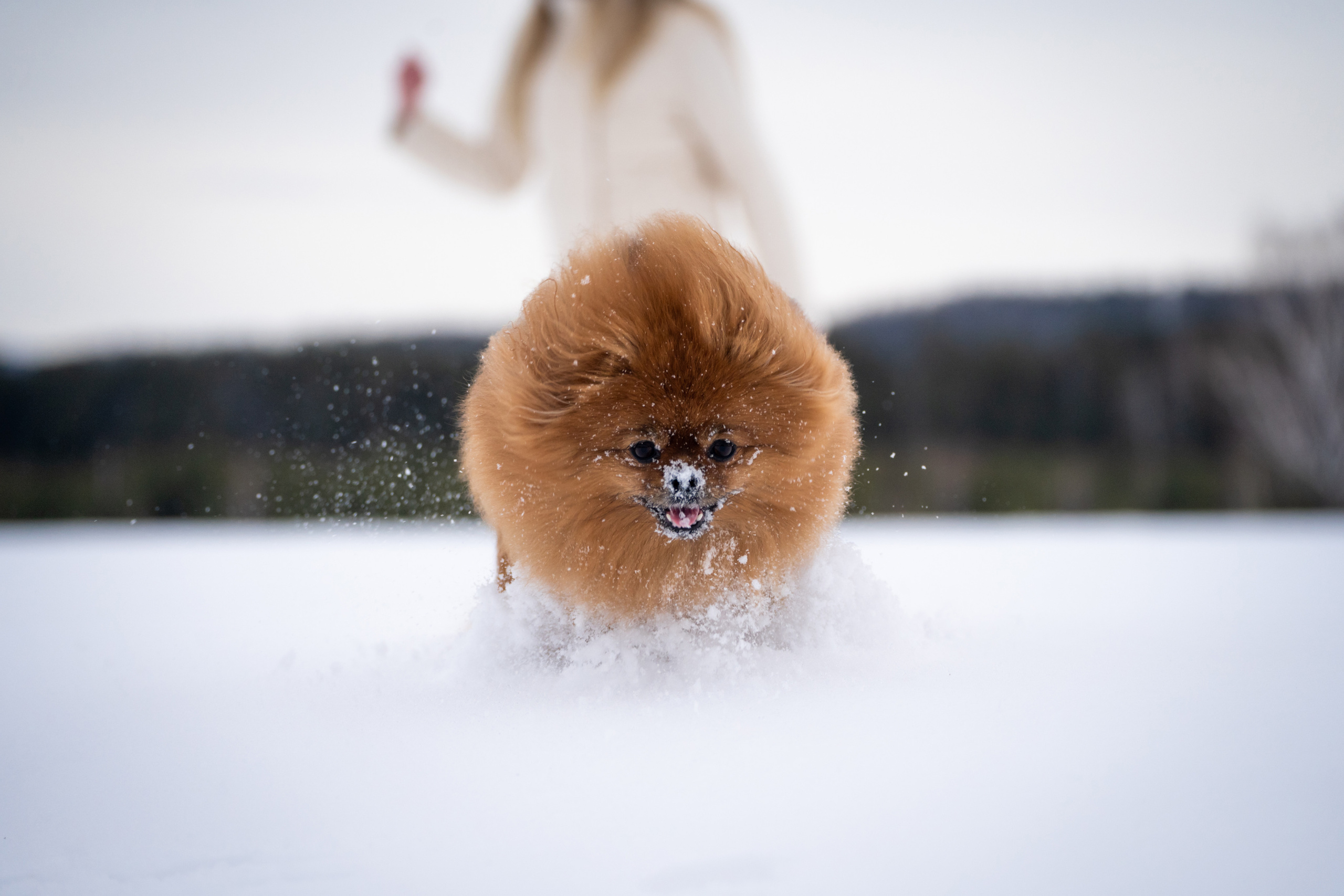 Кесси и Нола. Фотограф-анималист Анастасия Большакова