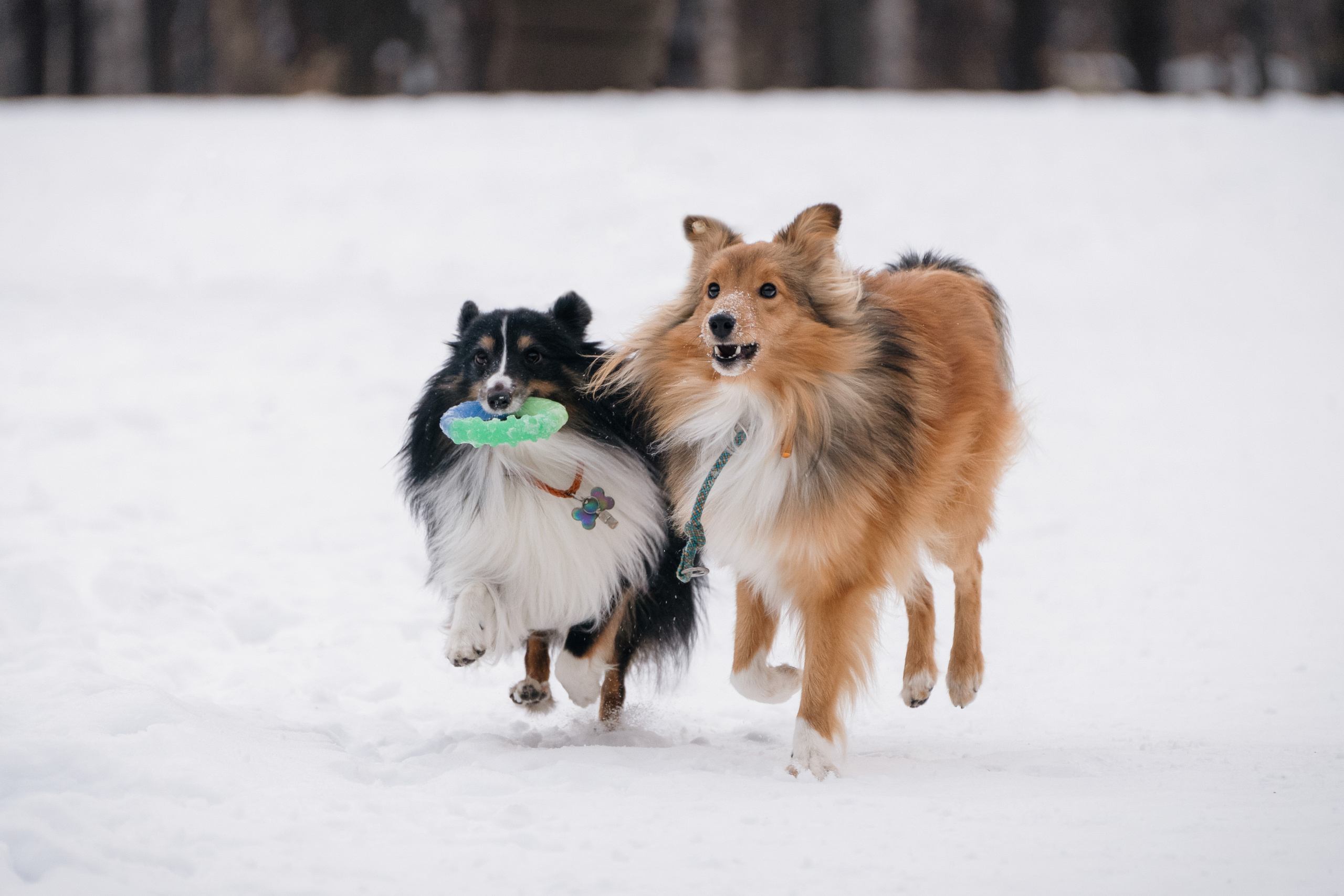 Локки и Руни. Фотограф-анималист Анастасия Большакова