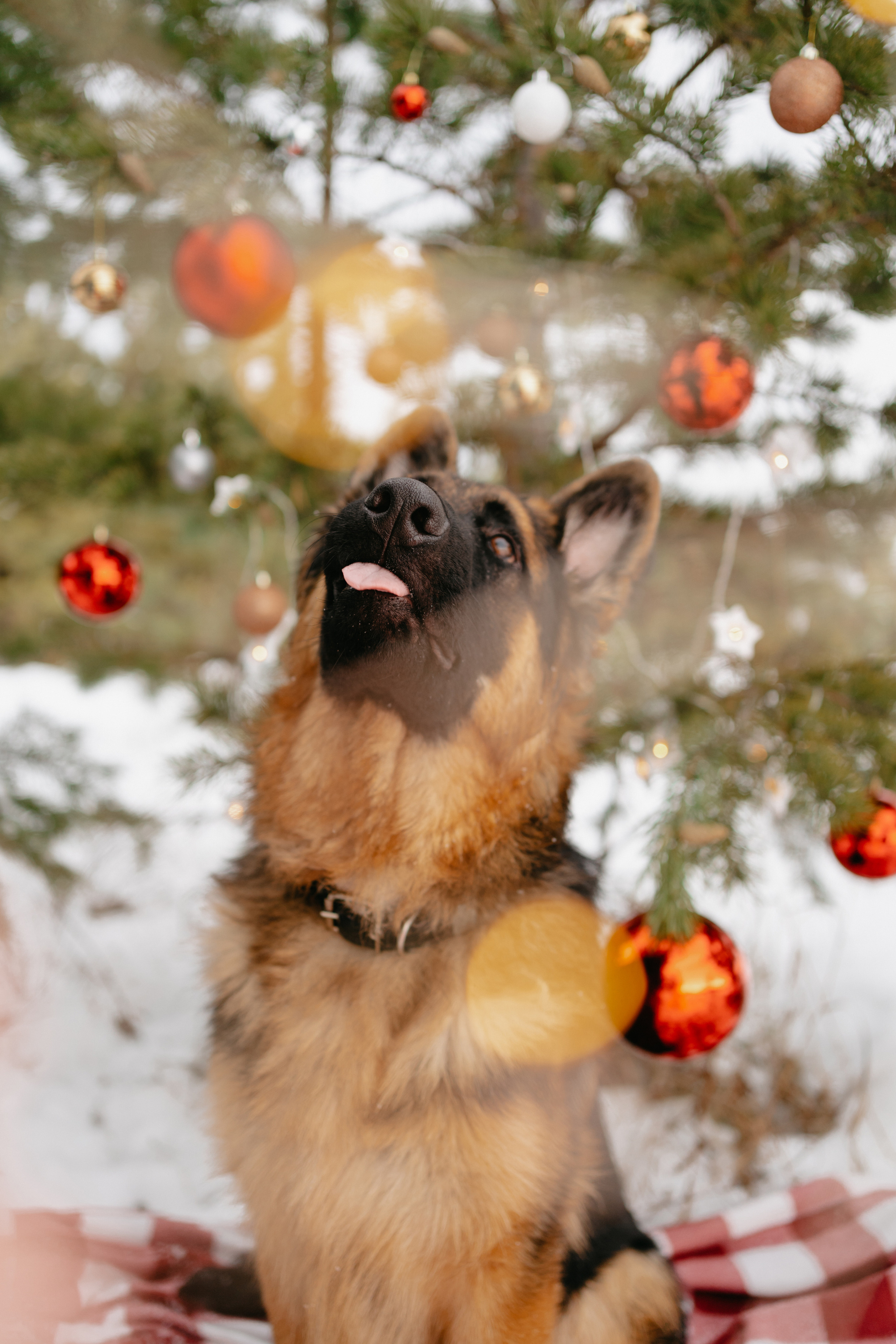 Байкал. Фотограф-анималист Анастасия Большакова