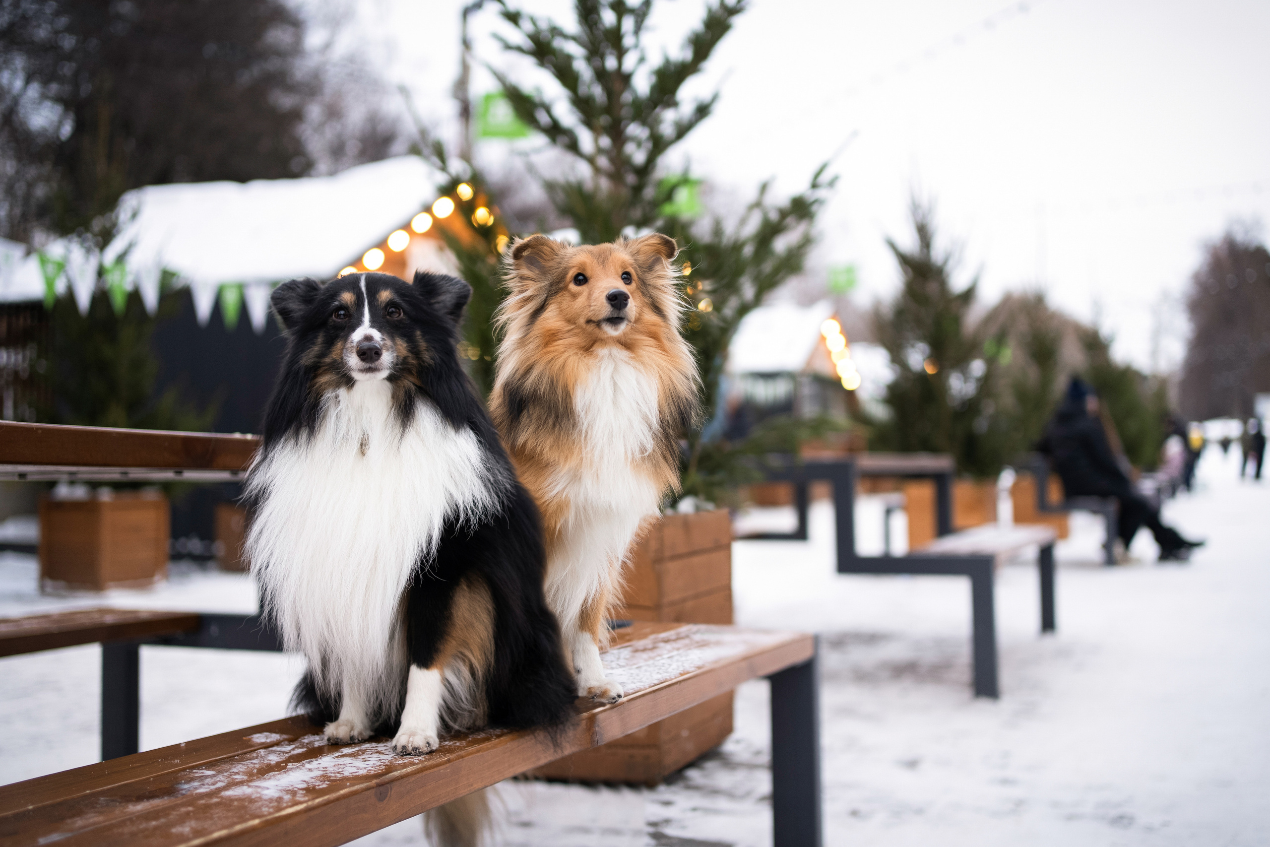 Локки и Руни. Фотограф-анималист Анастасия Большакова
