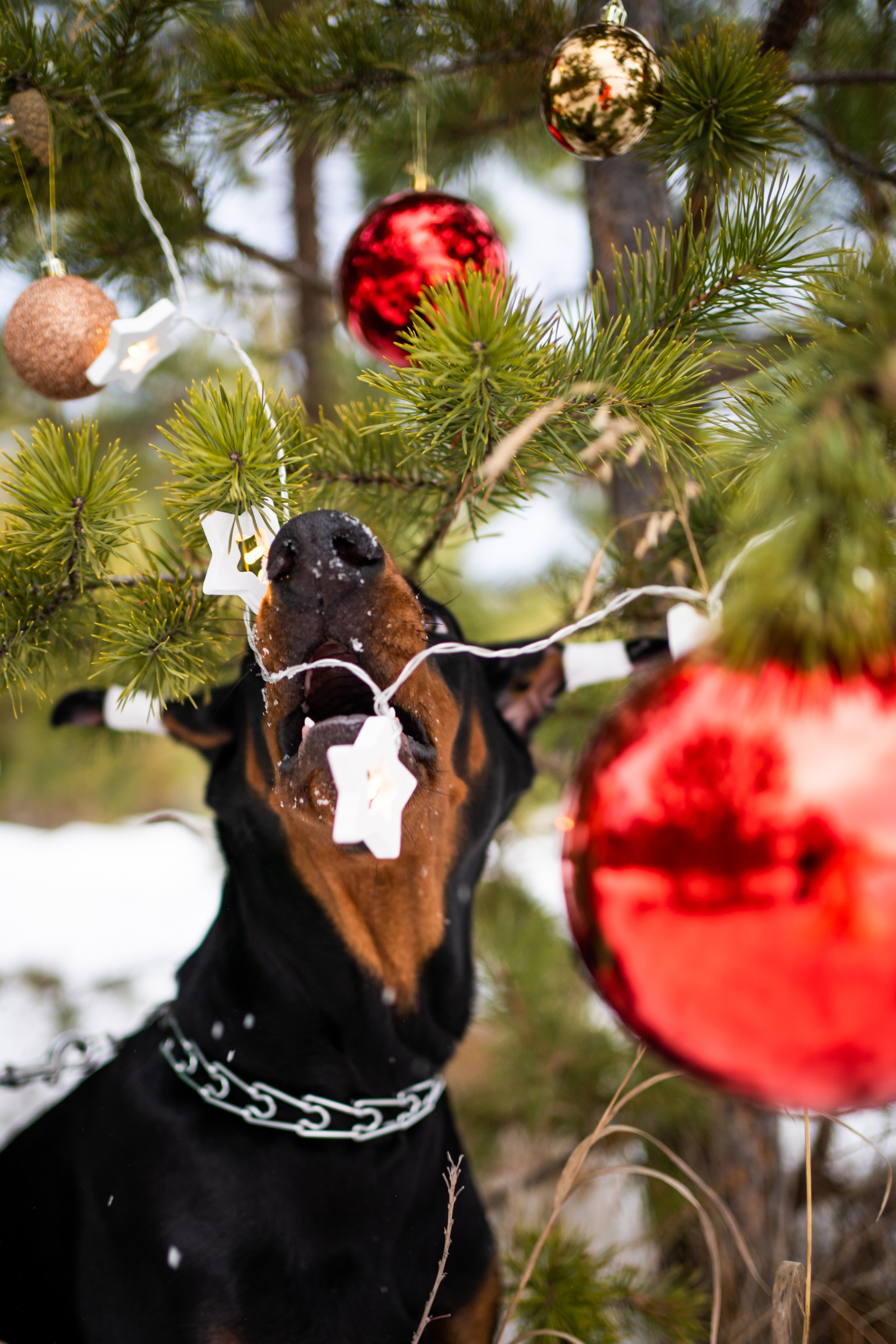 Каспер. Фотограф-анималист Анастасия Большакова