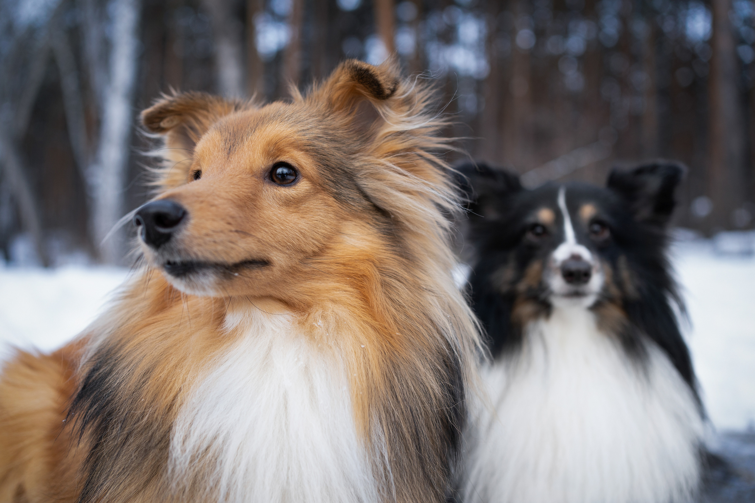 Локки и Руни. Фотограф-анималист Анастасия Большакова