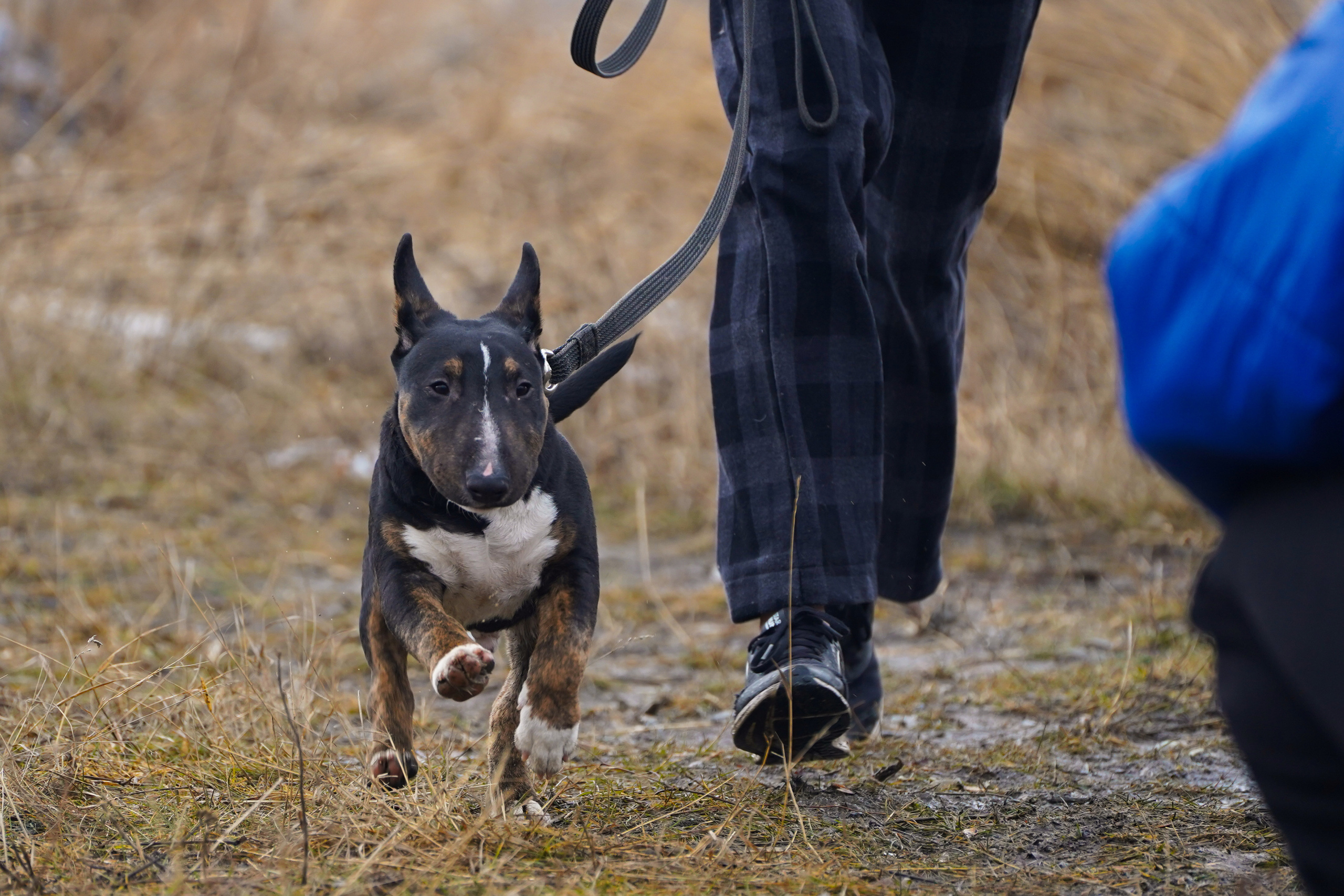 Клуб любителей собак «CANIS». Фотограф-анималист Анастасия Большакова