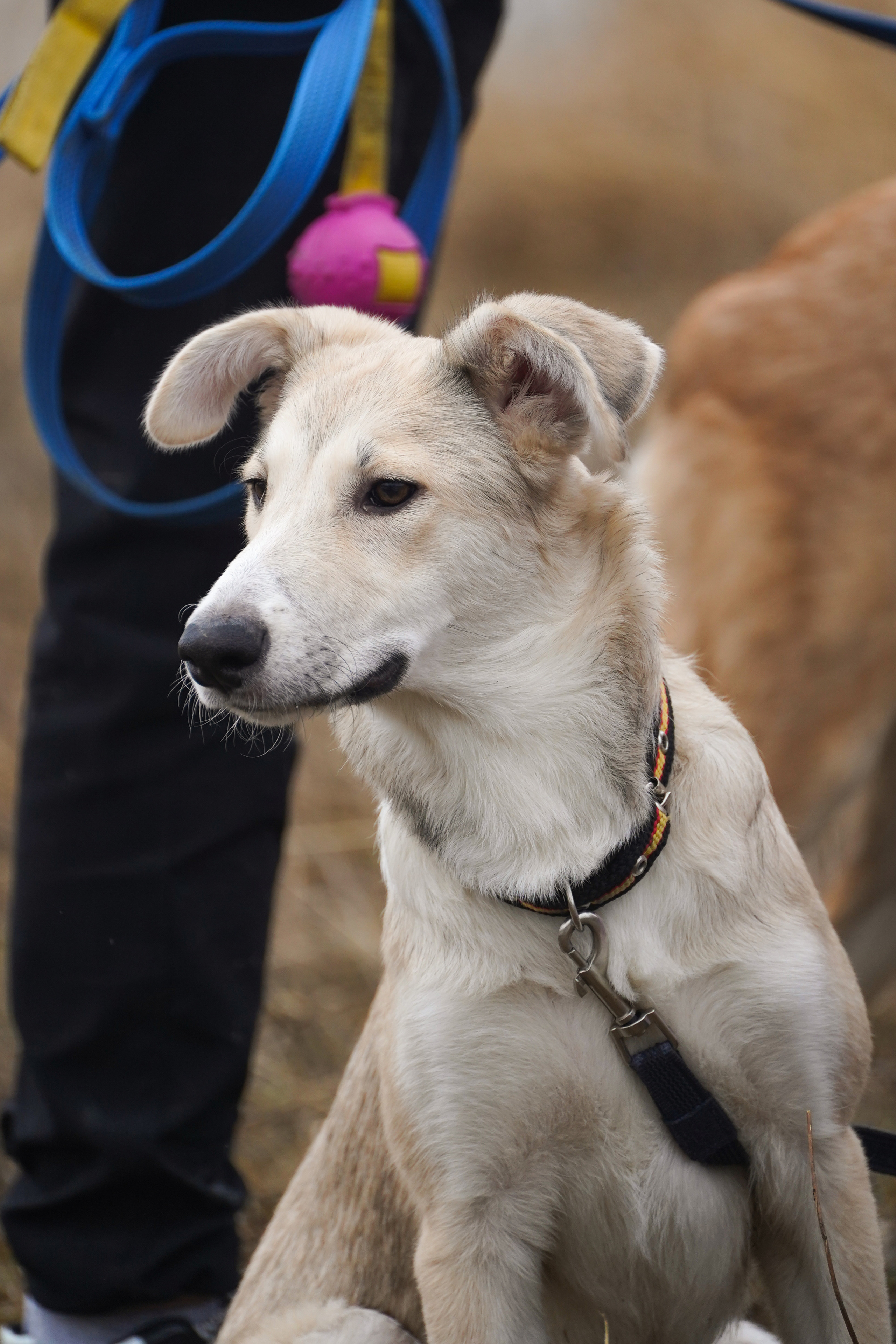 Клуб любителей собак «CANIS». Фотограф-анималист Анастасия Большакова