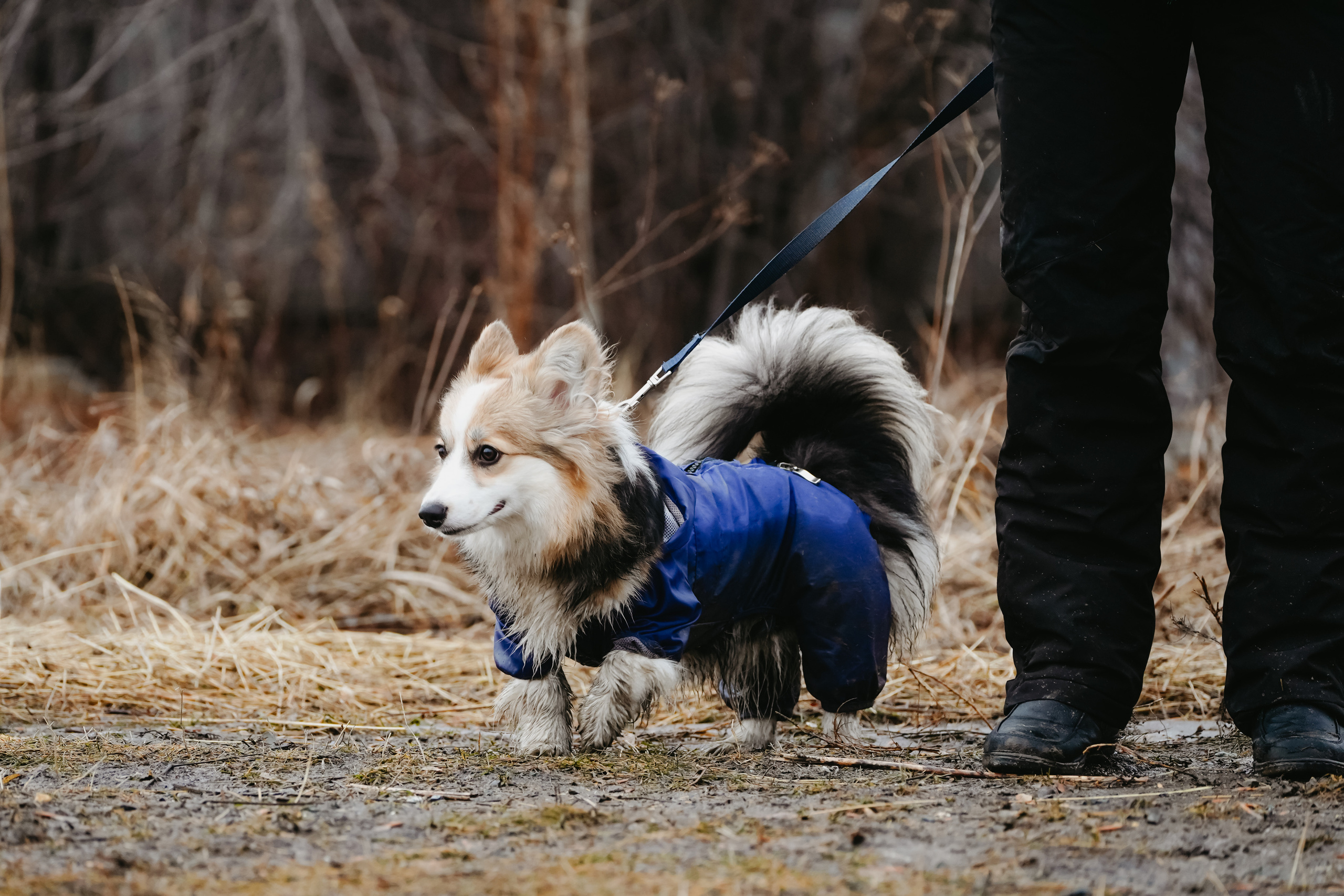 Клуб любителей собак «CANIS». Фотограф-анималист Анастасия Большакова