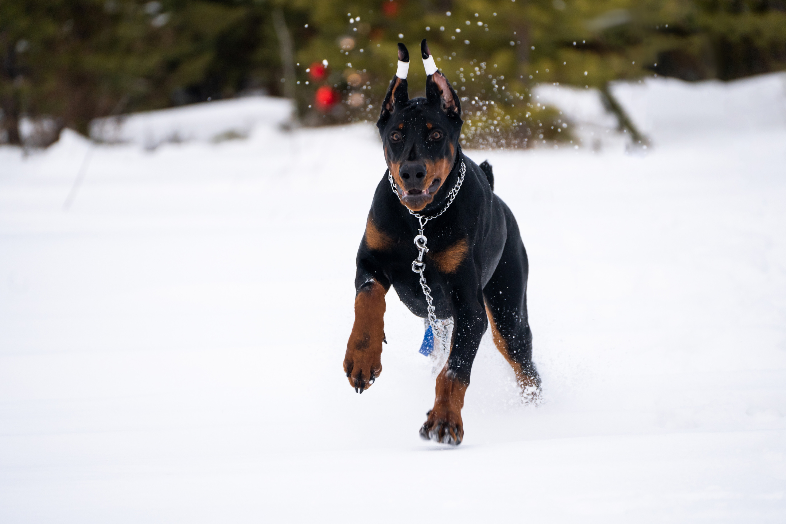 Каспер. Фотограф-анималист Анастасия Большакова