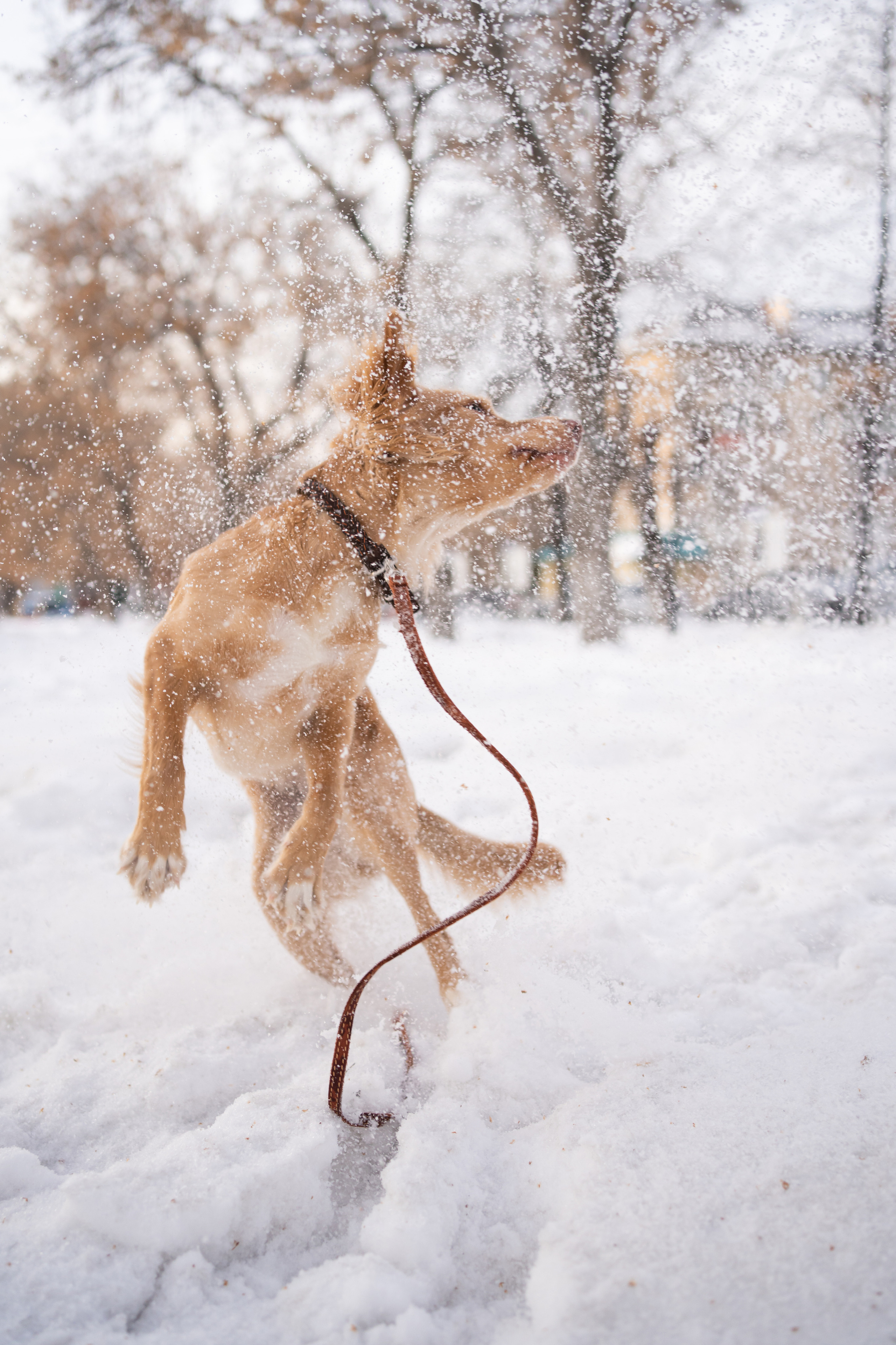 Джесси. Фотограф-анималист Анастасия Большакова