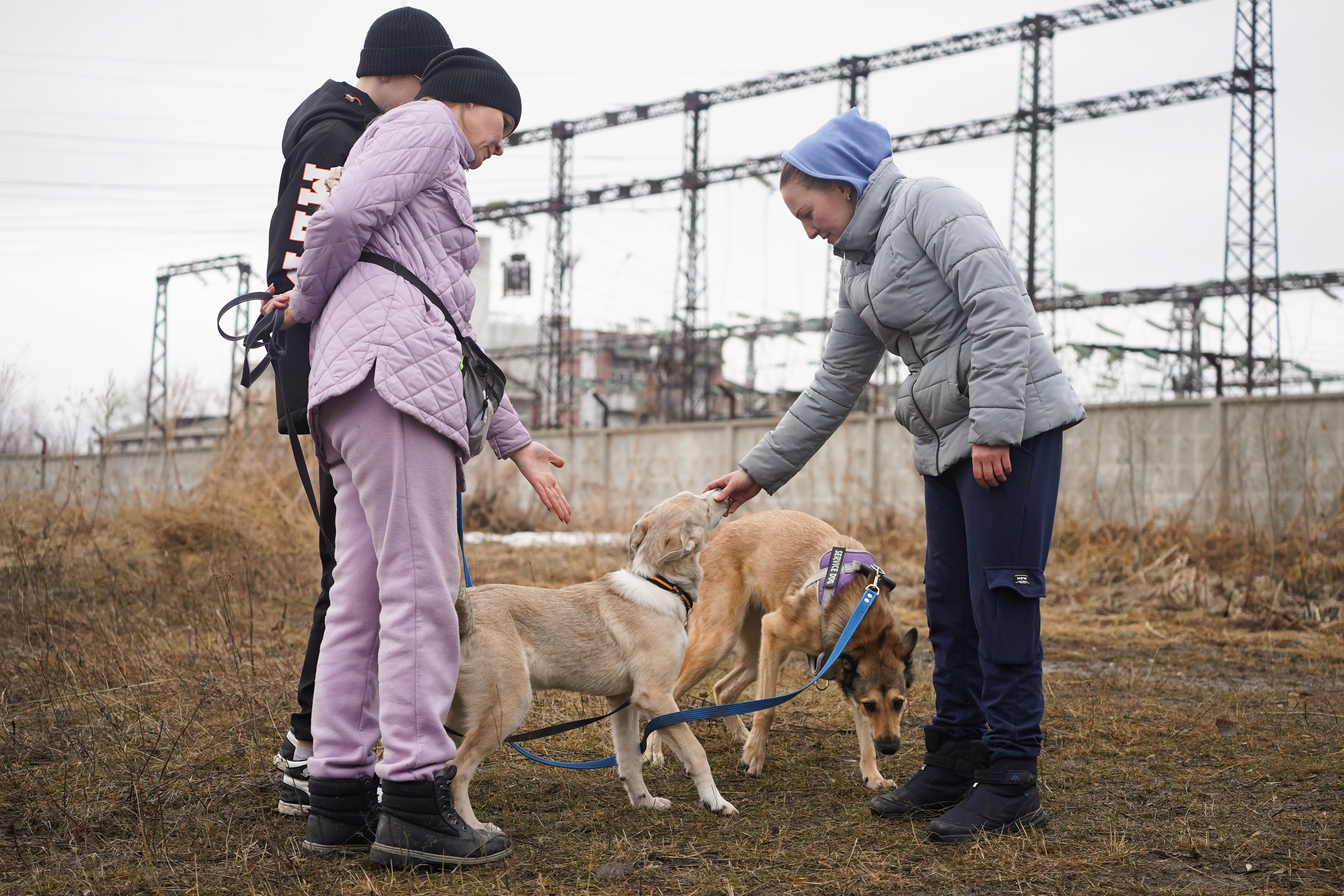 Клуб любителей собак «CANIS». Фотограф-анималист Анастасия Большакова