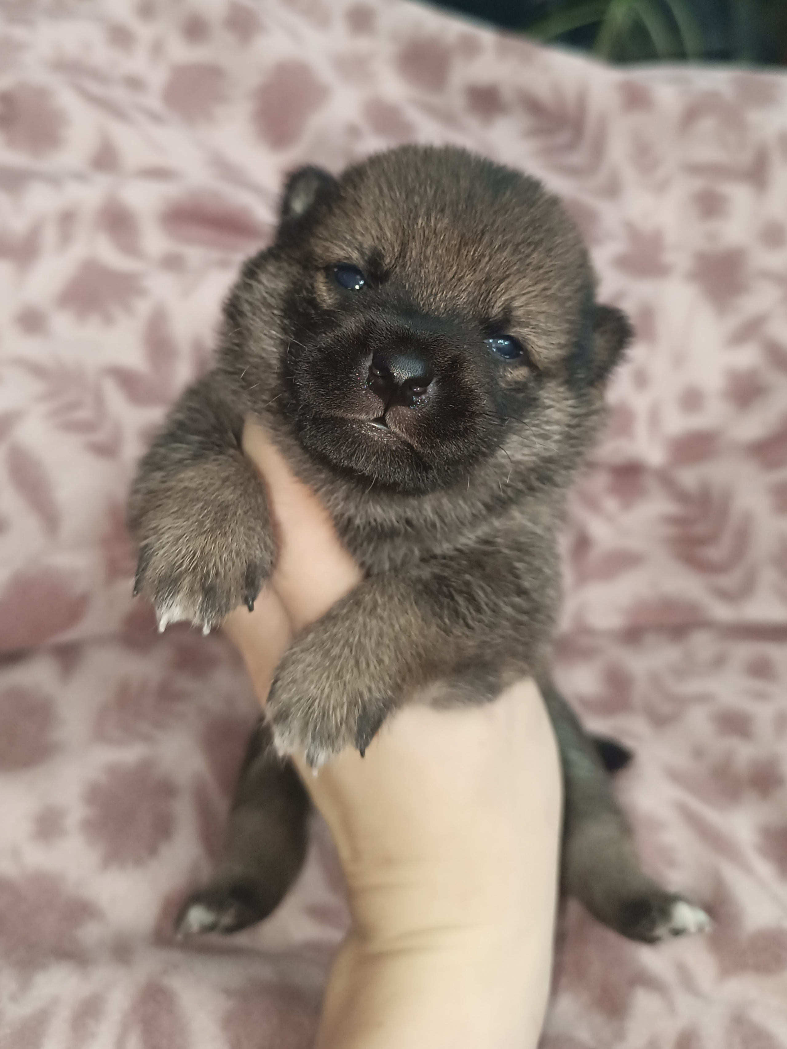 Сиба Rubylight Oliver питомник Рубилайт