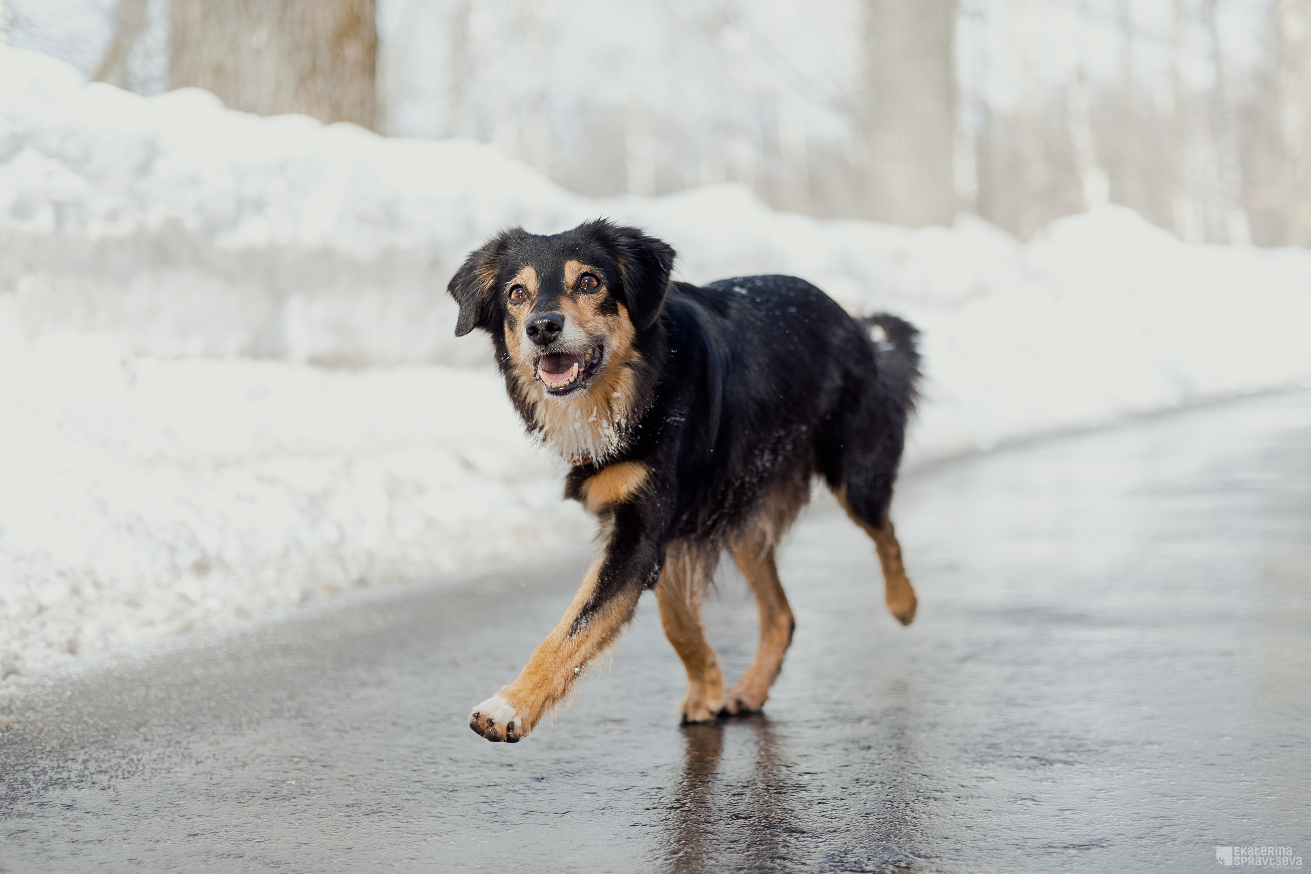 Алла и Кобра. Фотограф Анималист Екатерина Справцева в Нижнем Новгороде