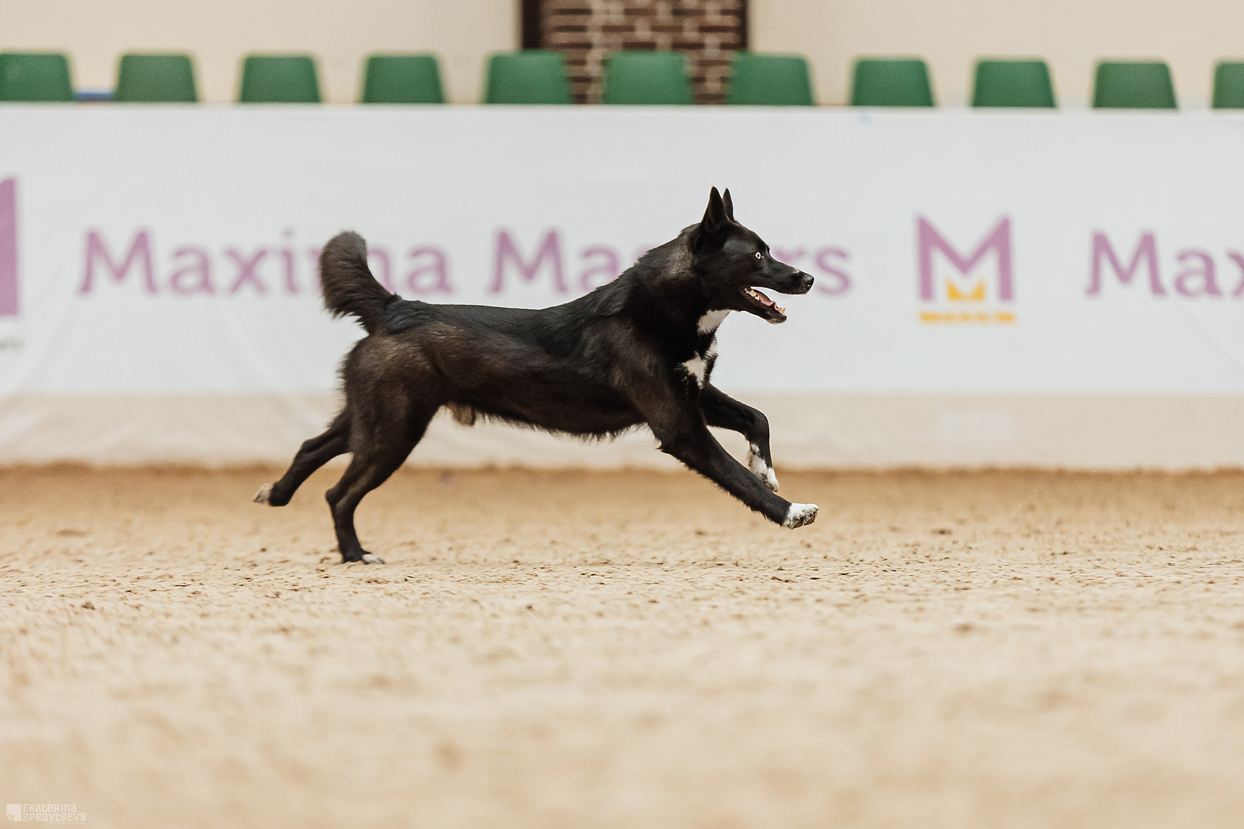 ЧРКФ Аджилити в Максима. Фотограф Анималист Екатерина Справцева в Нижнем Новгороде