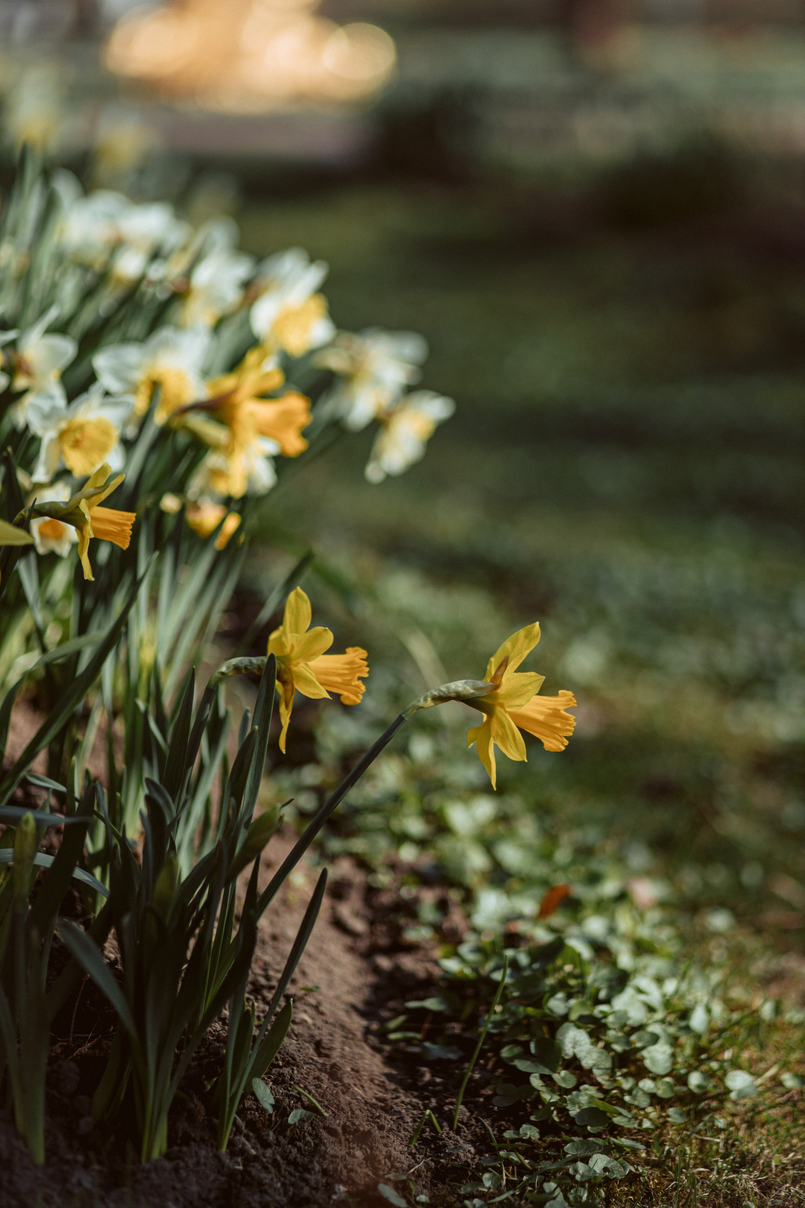 Петергоф нижний парк фото