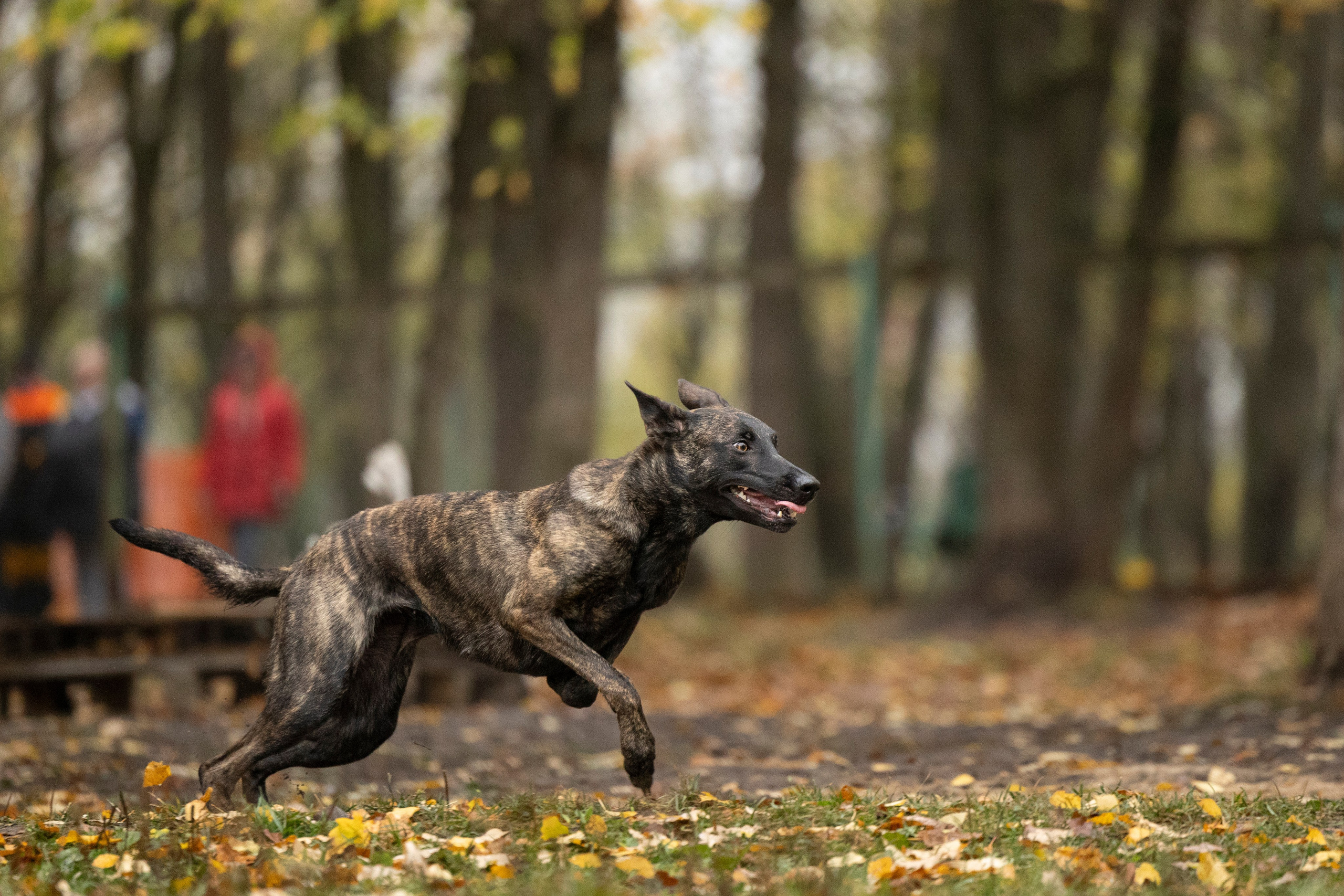 Соревнования по Мондьорингу г. Вологда. Фотограф-анималист Анна Маринич