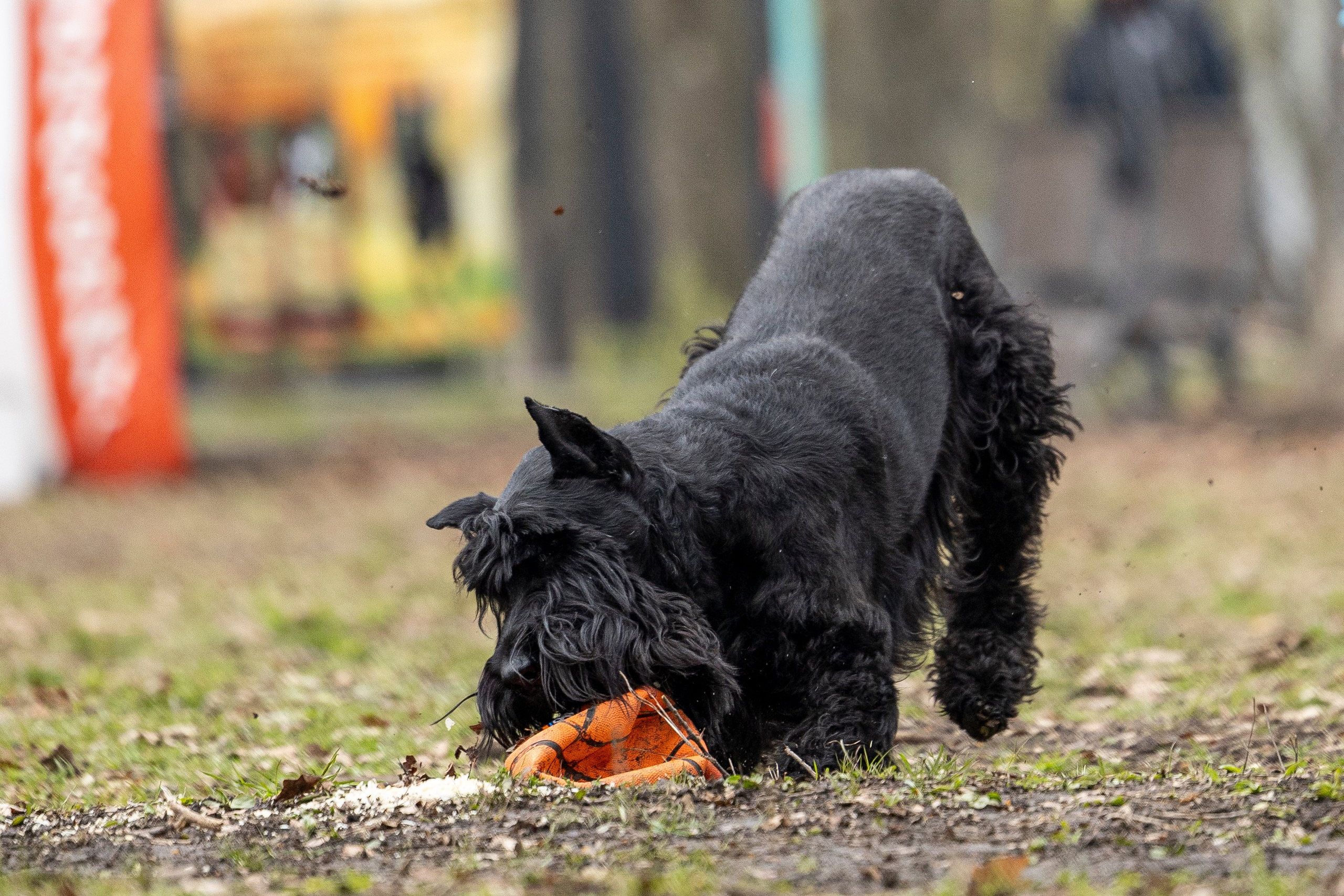 Квалификационные состязания по мондьорингу г. Вологда 11.05.24. Фотограф-анималист Анна Маринич