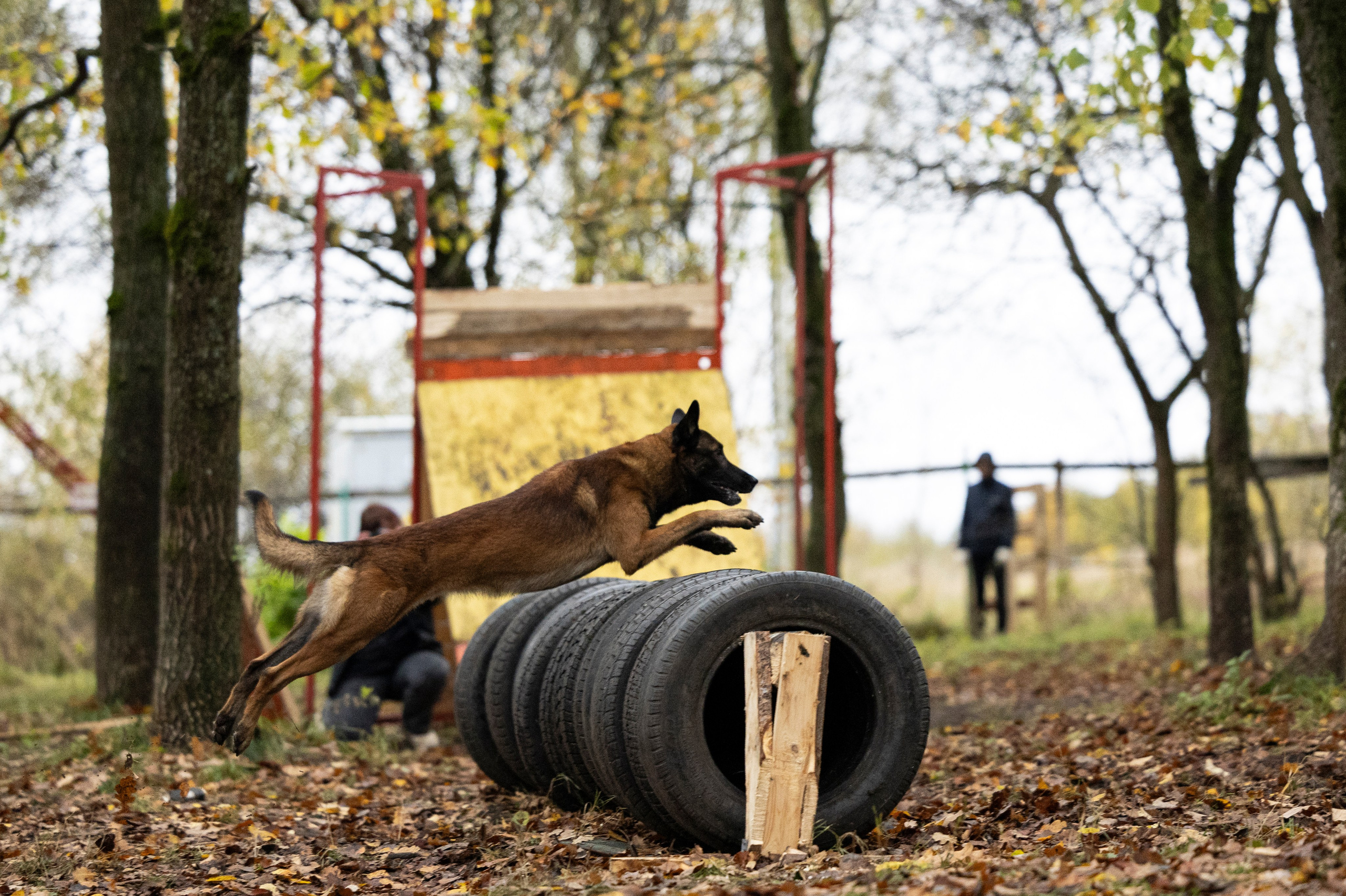 Соревнования по Мондьорингу г. Вологда. Фотограф-анималист Анна Маринич