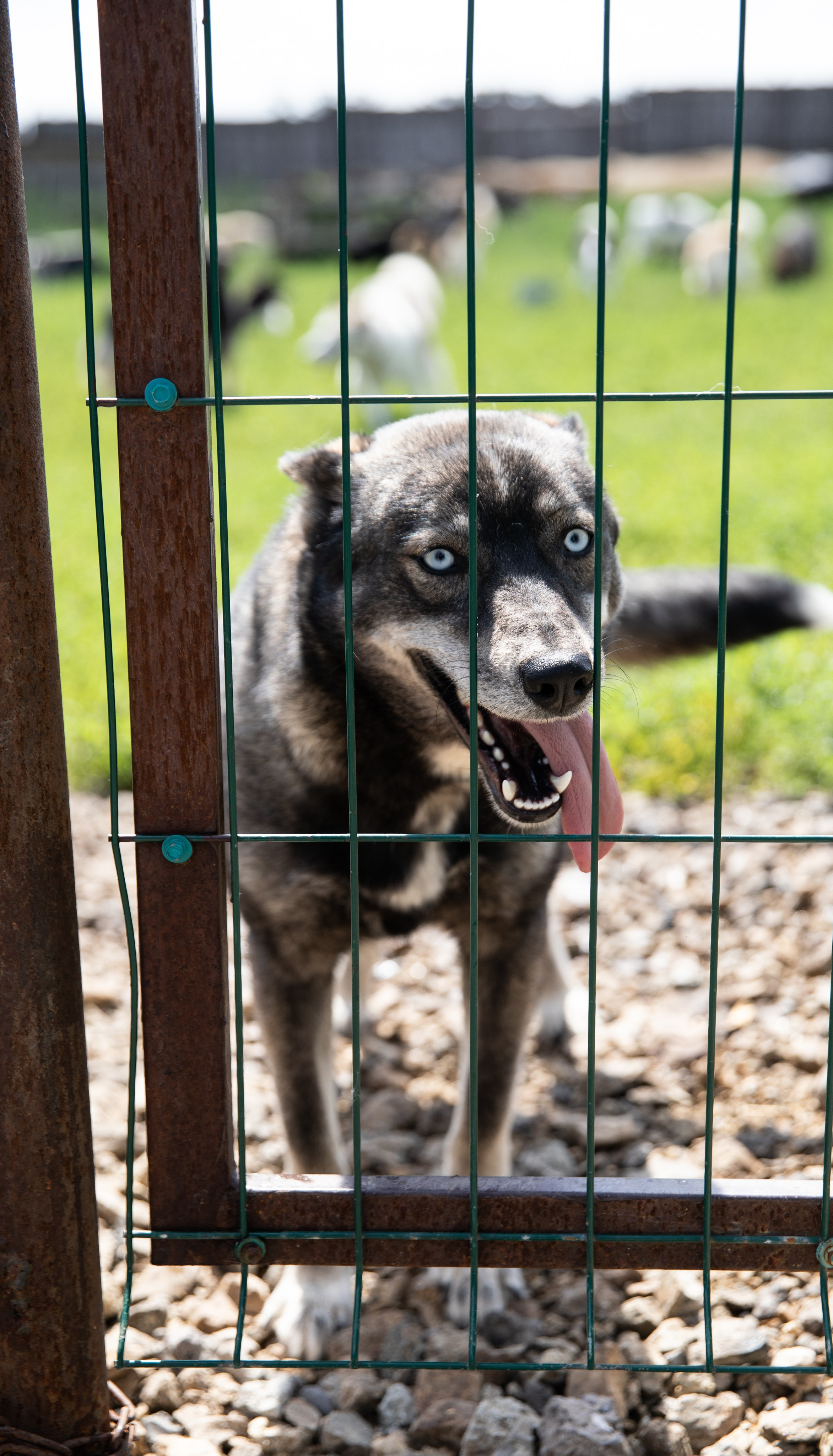 Приют — Наш дом. Репортажный и свадебный фотограф в Челябинске Елисеев Павел