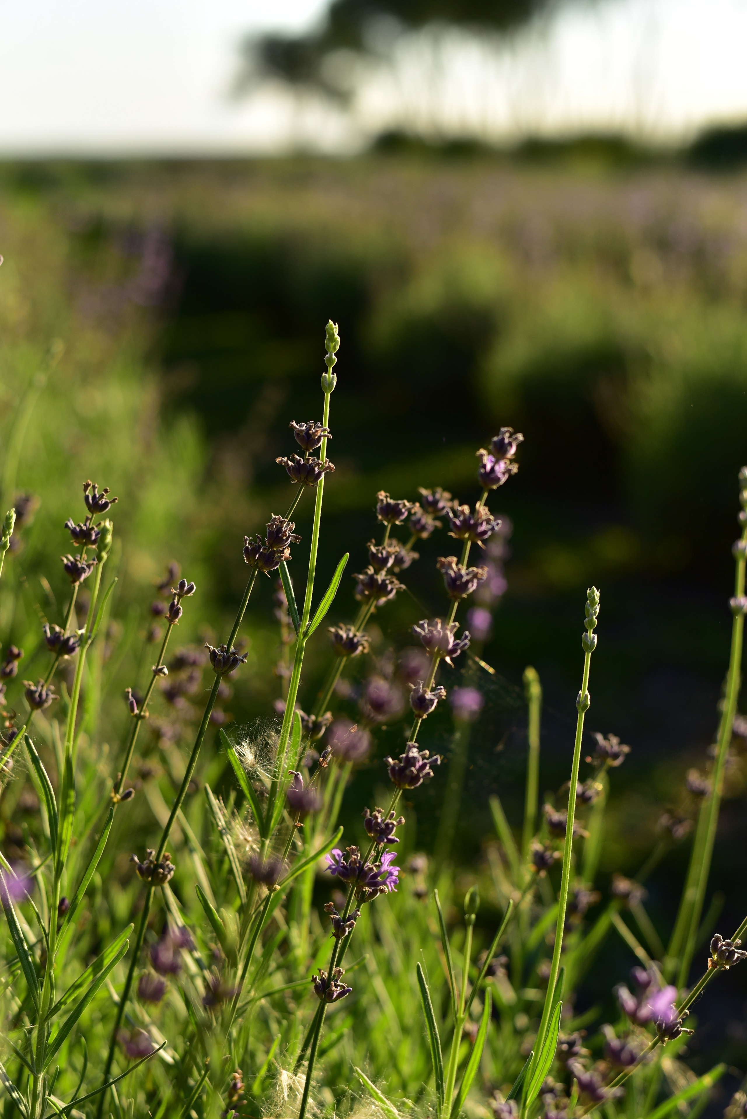 Наталья и Владимир. Свадебный и семейный фотограф в Воронеже Ксения Воротникова