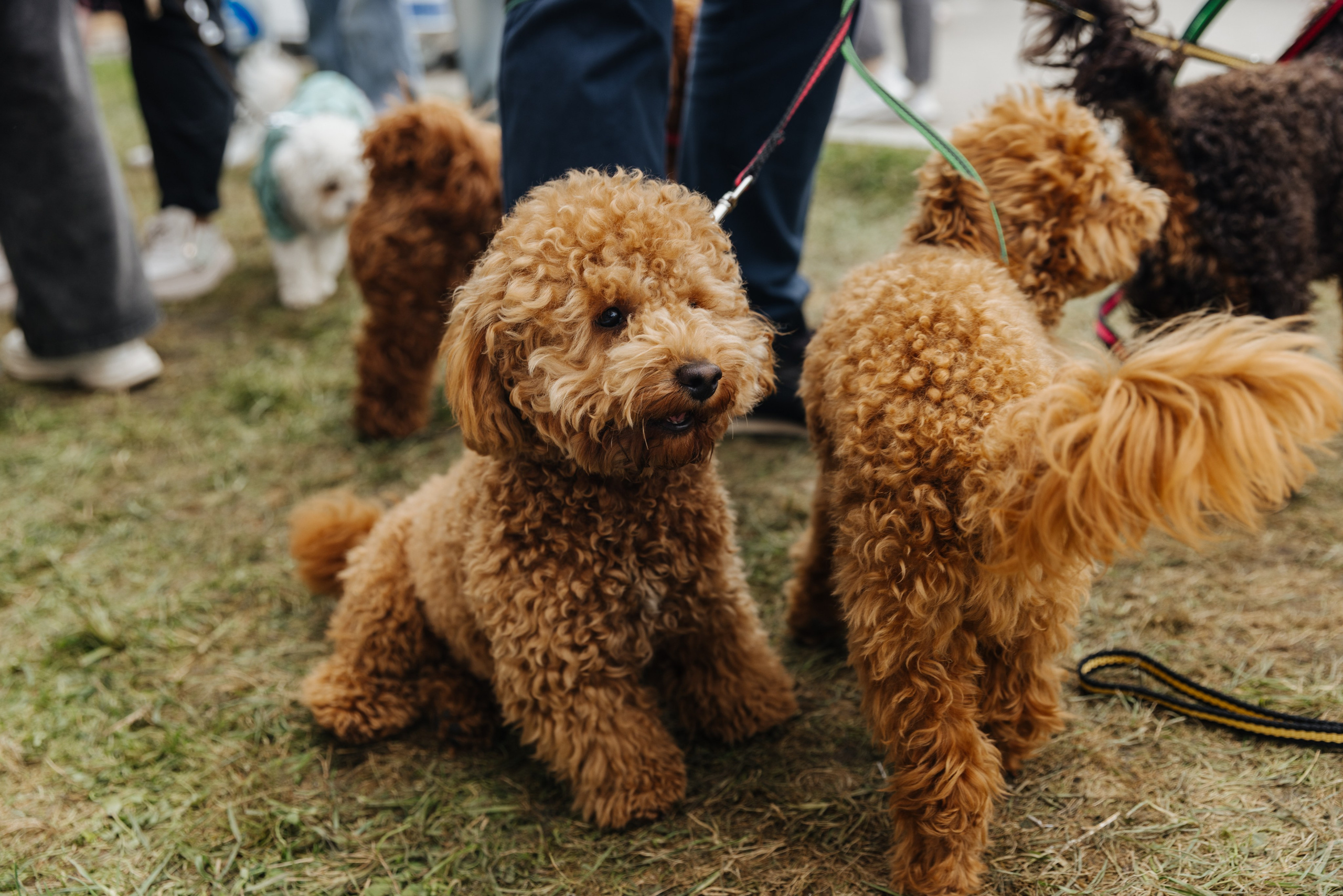 Хвостатый репортаж. Аксана Лисовская фотограф в Москве. Фотографии с характером