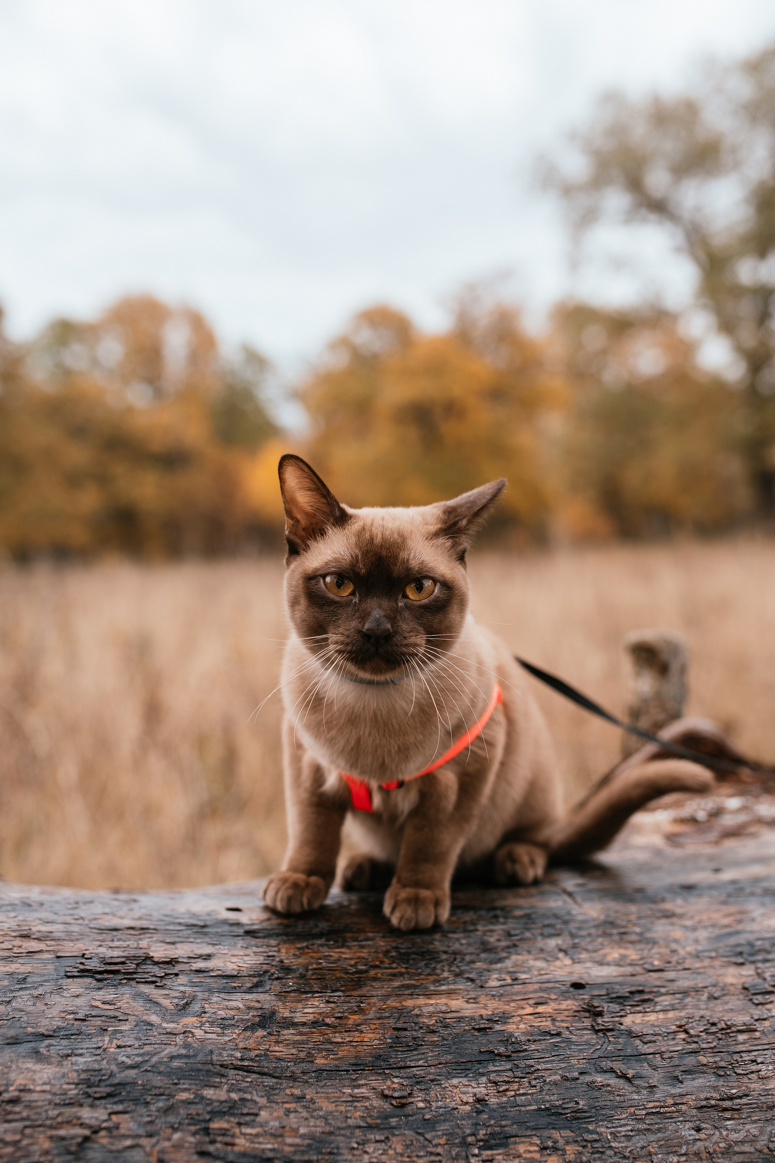 Осенний фотодень Саша и Максим. Свадебный, семейный фотограф в Рязани Лена Брант