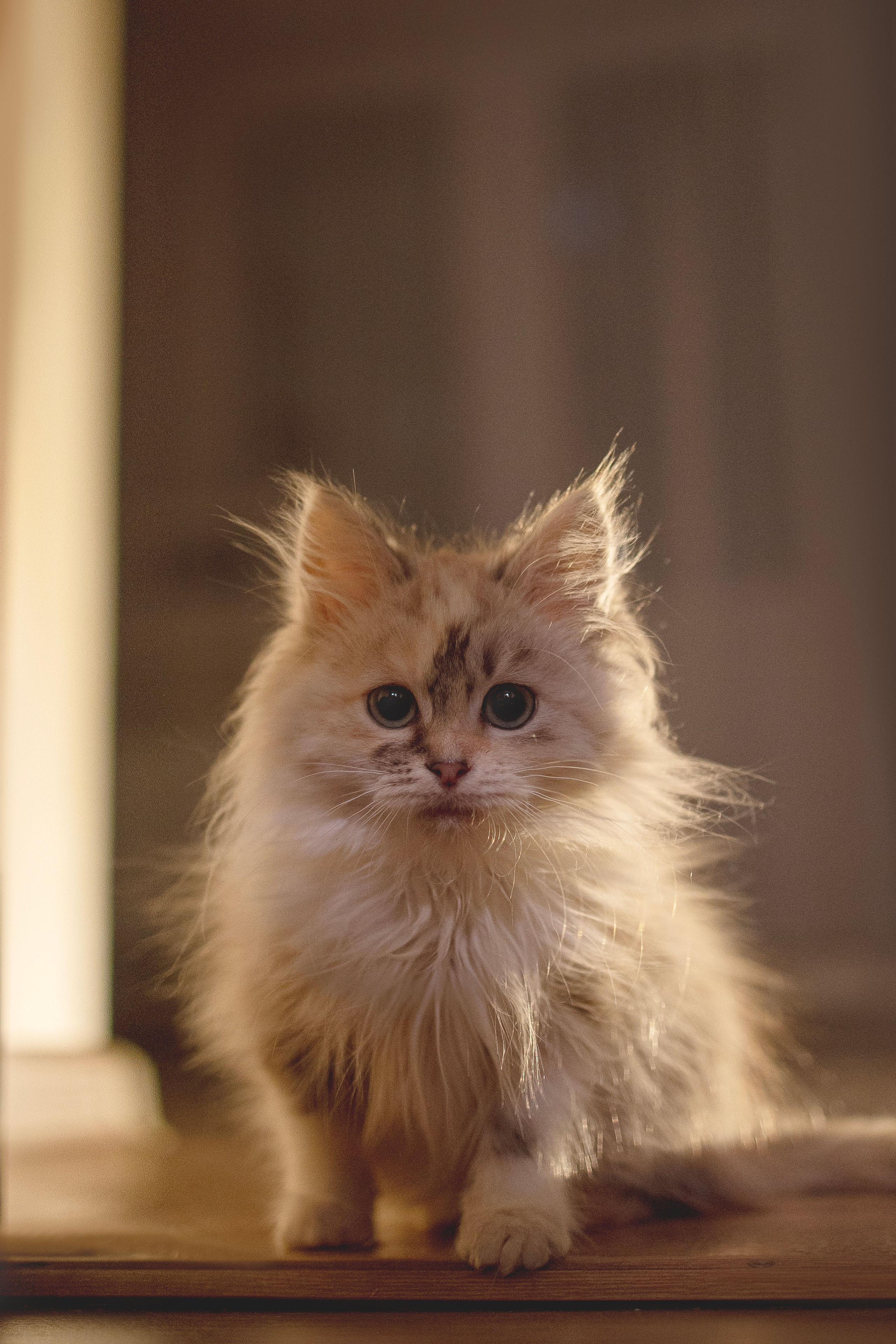 Кошки. Фотограф анималист в Москве Майорова Евгения