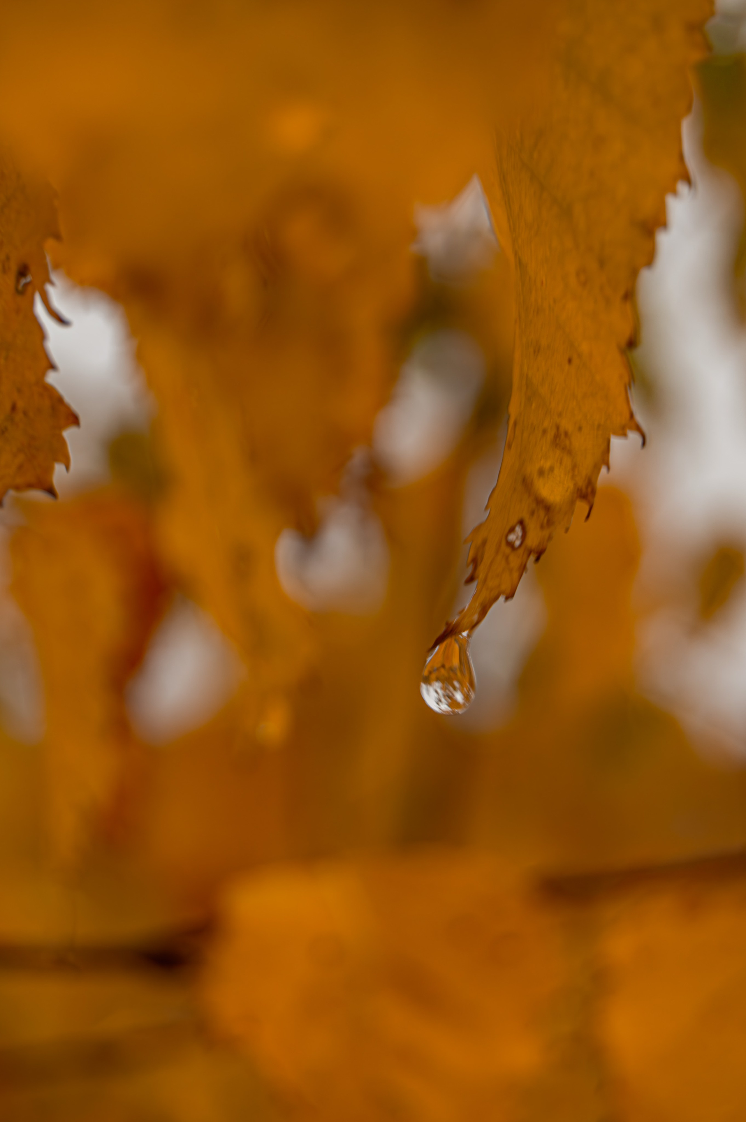 Природа. Фотограф Юлия Левандовская, п.Ясногорск