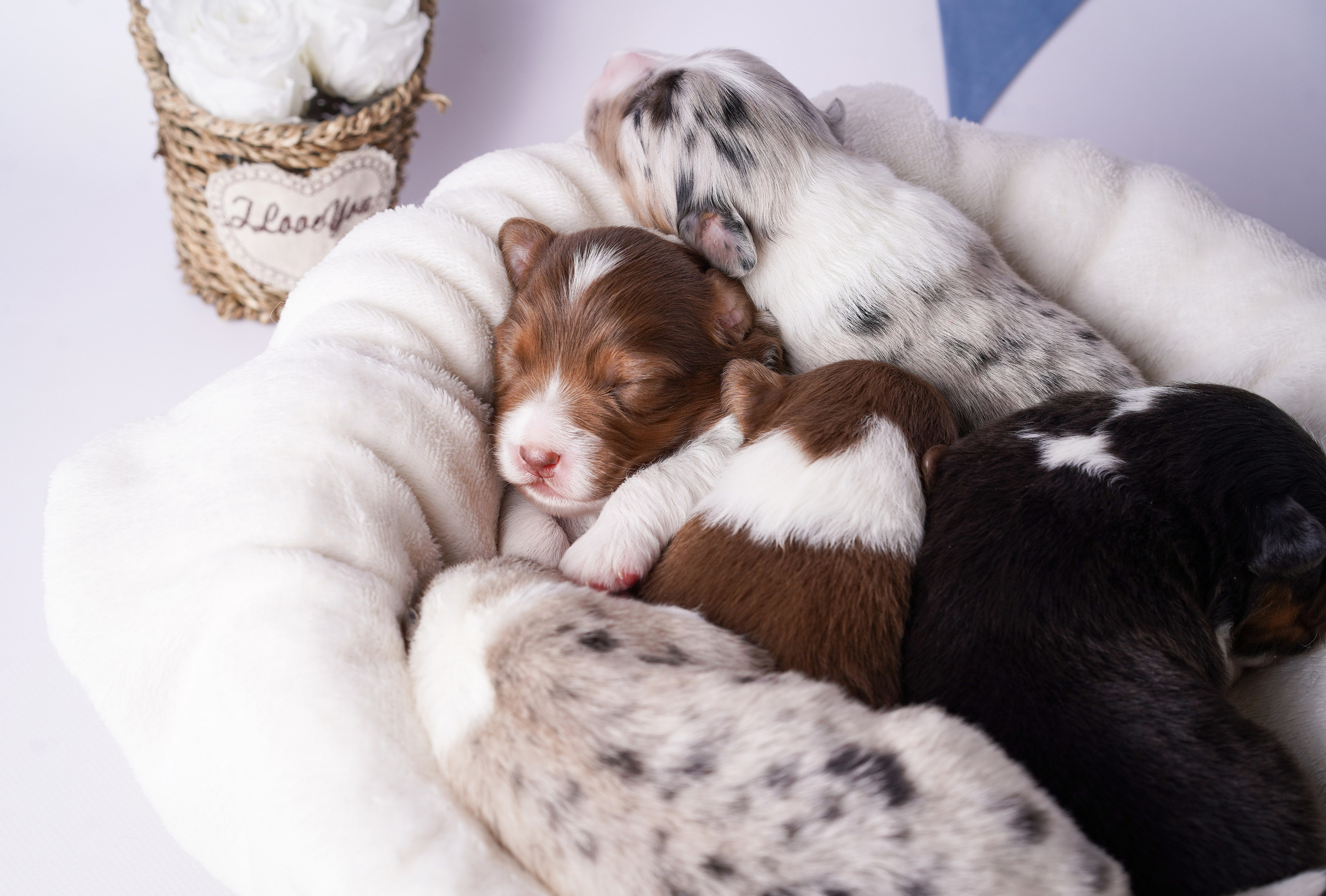 Щенки австралийской овчарки. Фотограф-анималист в Санкт-Петербурге Яна Мартынова