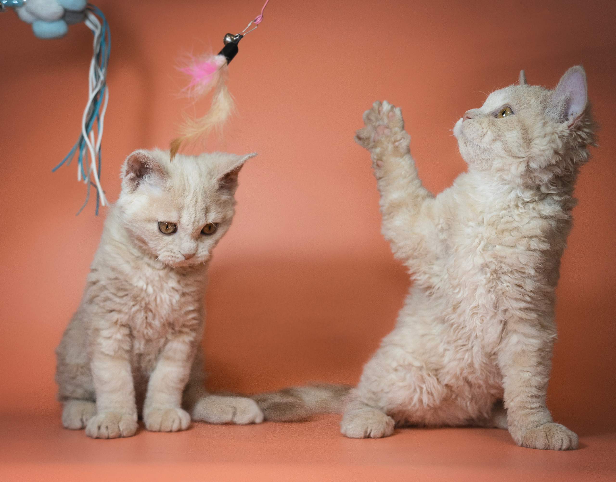 Котики. Семейный фотограф анималист г. Находка