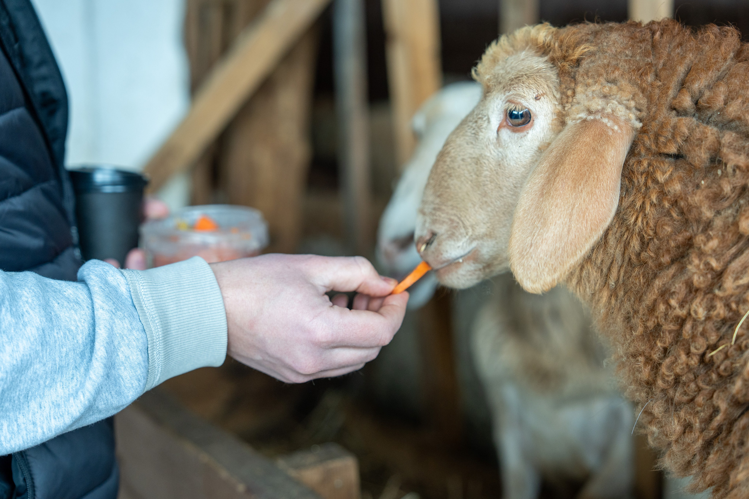 MICE мероприятие на ферме Экзархо. Репортажный фотограф в Красной Поляне и Сочи Павлюченко Екатерина