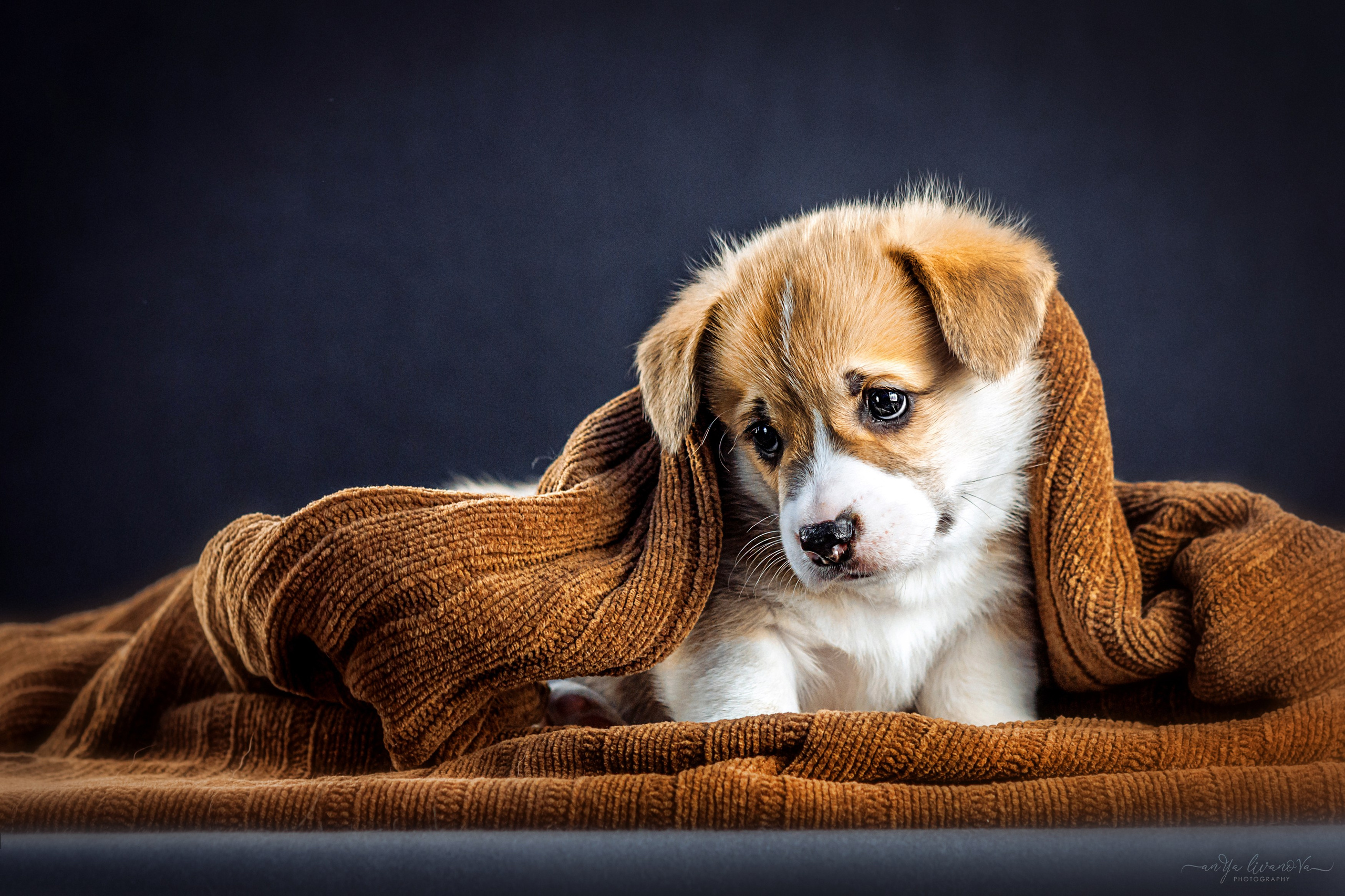 Коржики. Фотограф анималист Аня Ливанова | Рыбинск