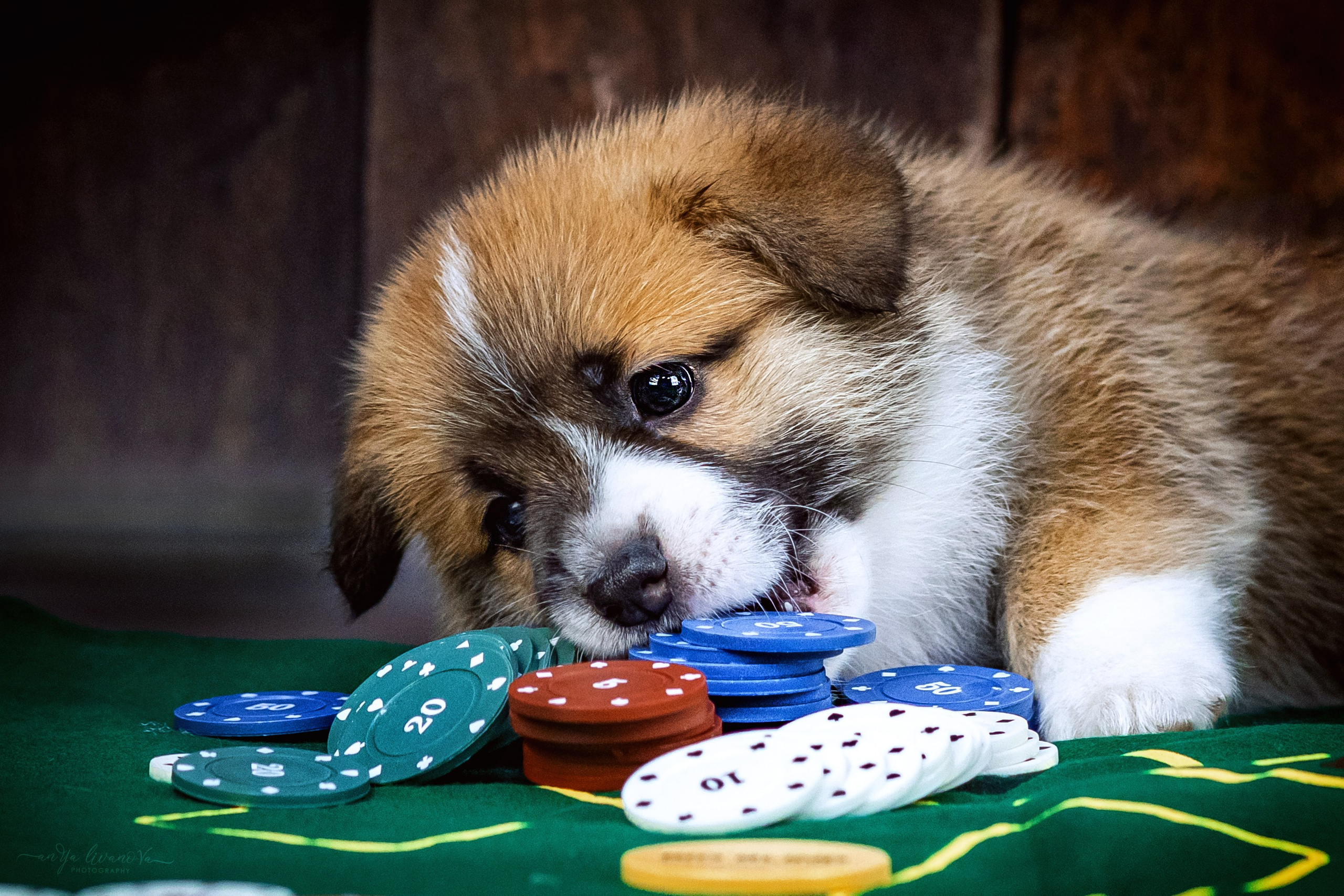 Коржики. Фотограф анималист Аня Ливанова | Рыбинск