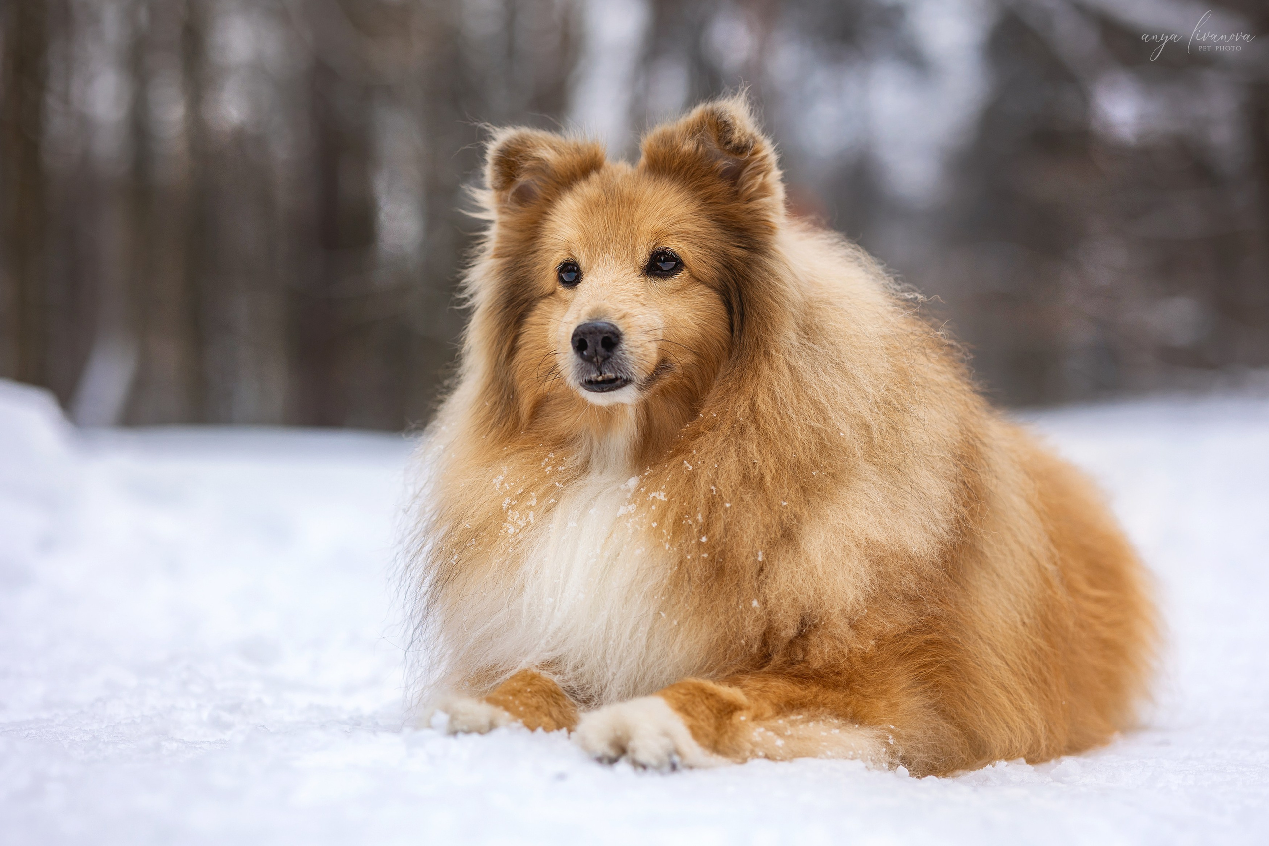 Скиф. Фотограф анималист Аня Ливанова | Рыбинск