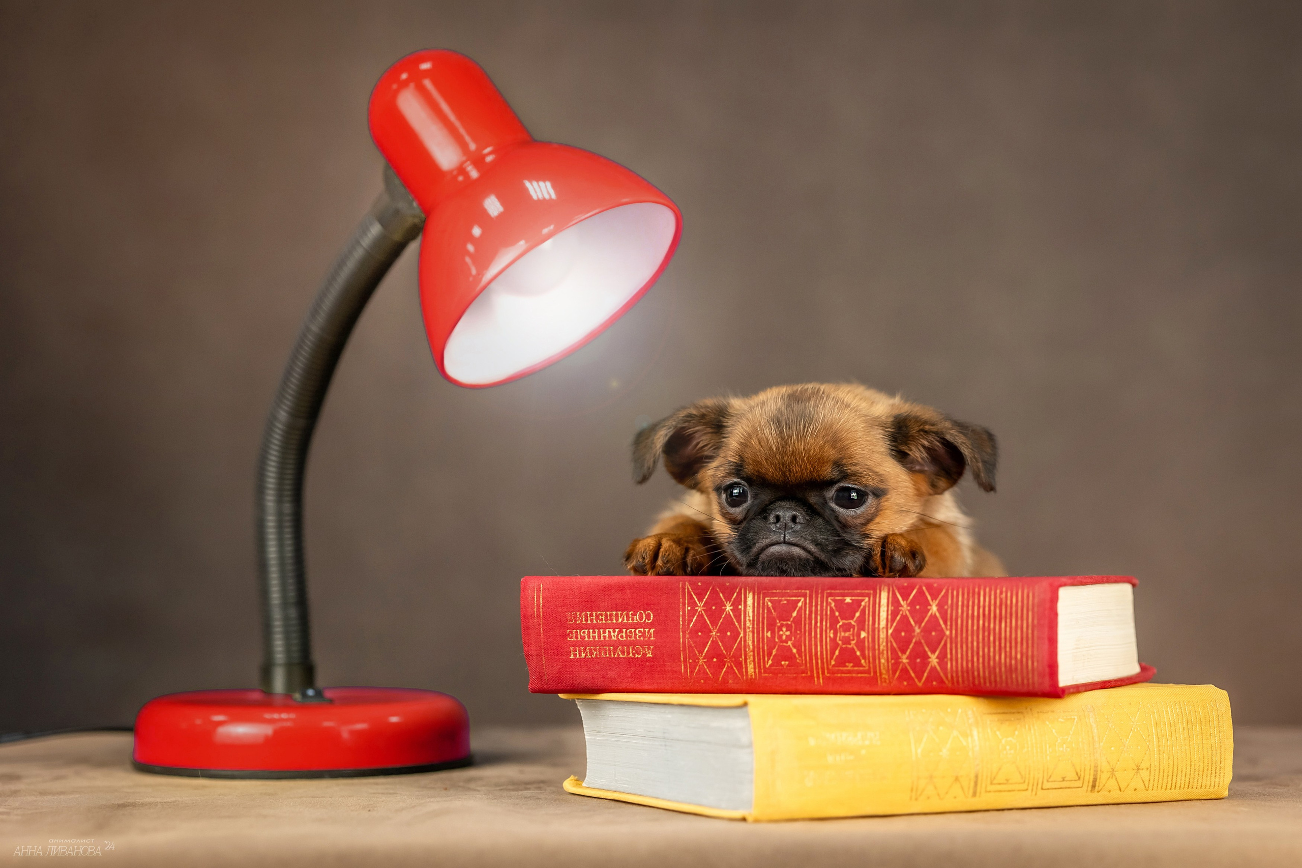 Гриффончики. Фотограф анималист Аня Ливанова | Рыбинск