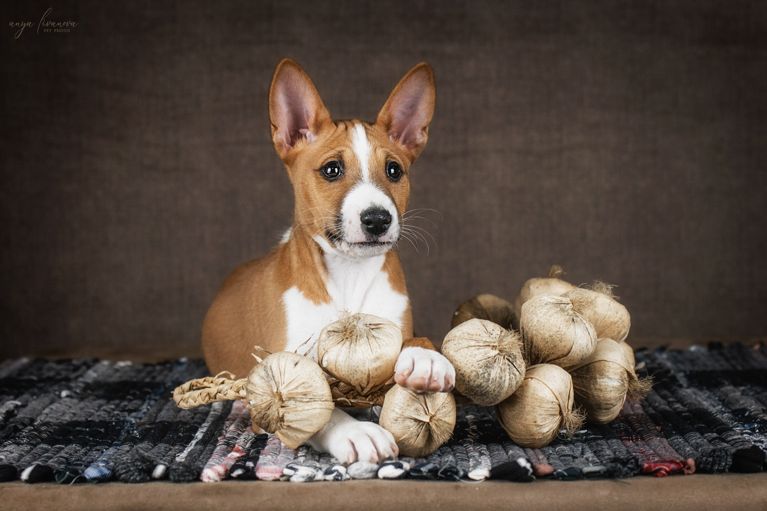 Басенджи. Фотограф анималист Аня Ливанова | Рыбинск