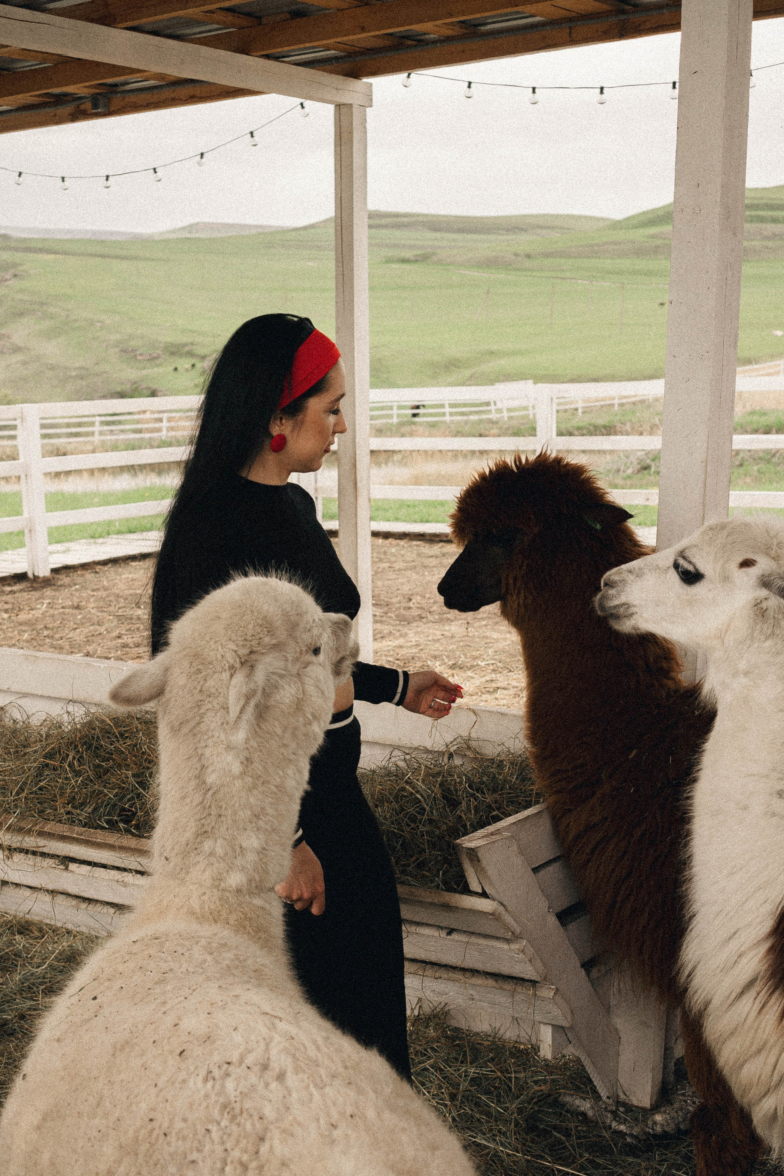 Ферма Альпак. Профессиональный фотограф, Санкт-Петербург — Виктория Богомолова