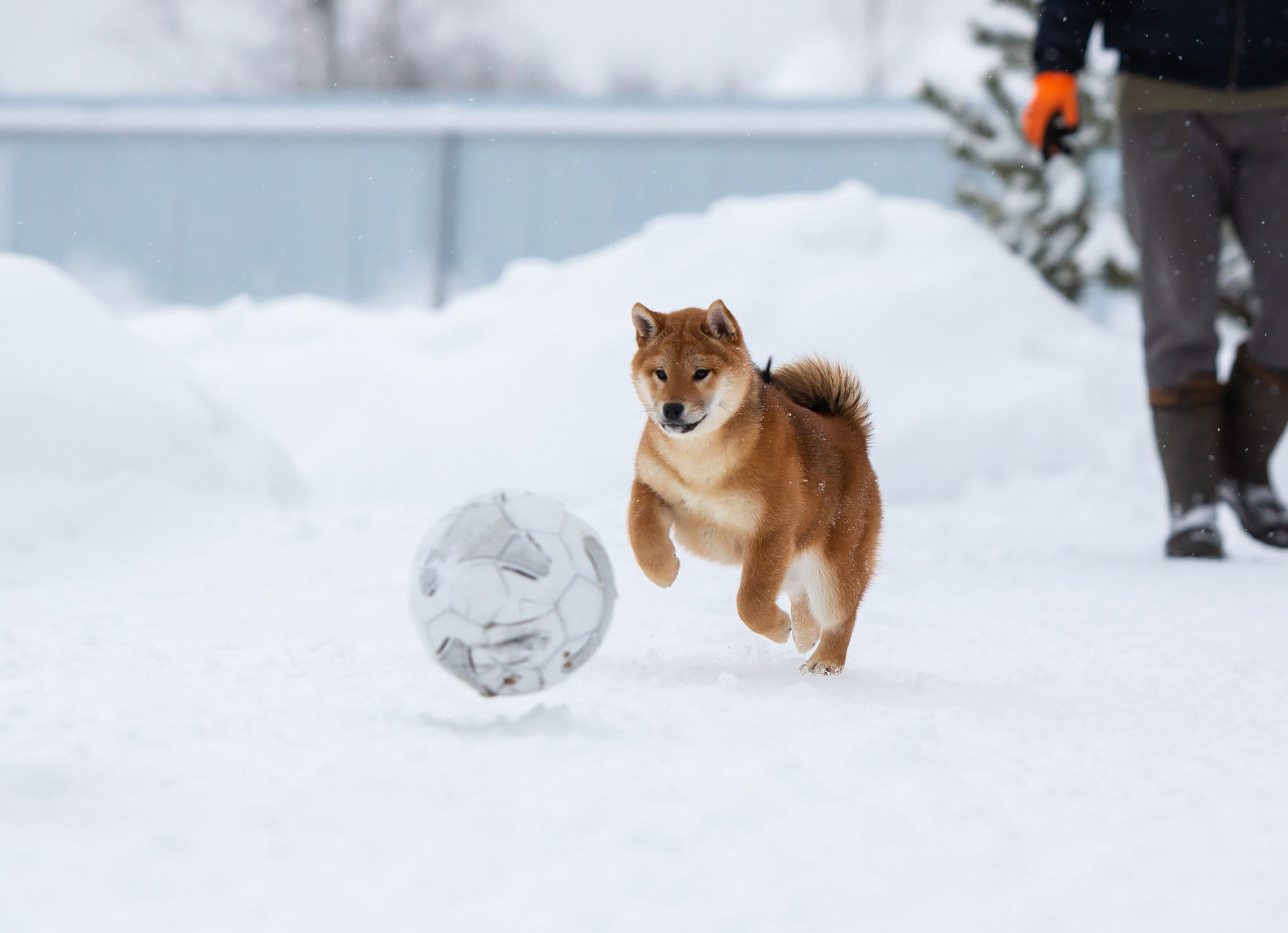 СИБА. SHIOMARU Питомник сиба и акита-ину