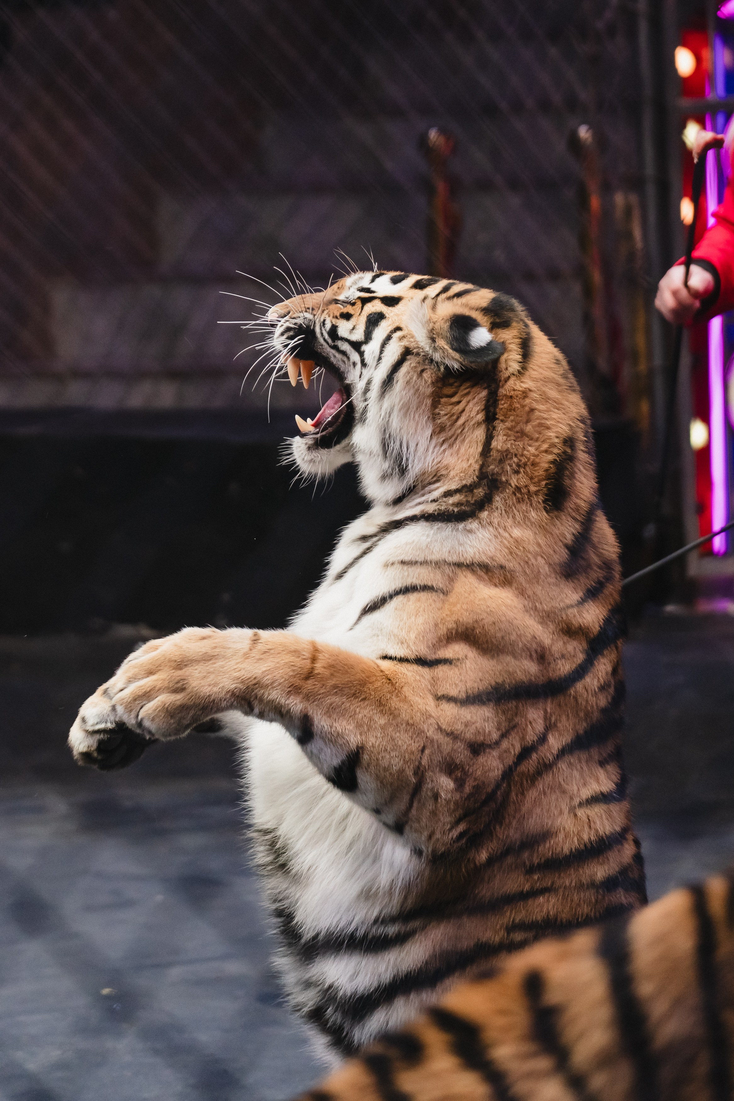 5 Континентов — Открытая репетиция. Воробьева Ксения — Спортивный и танцевальный фотограф Новосибирск