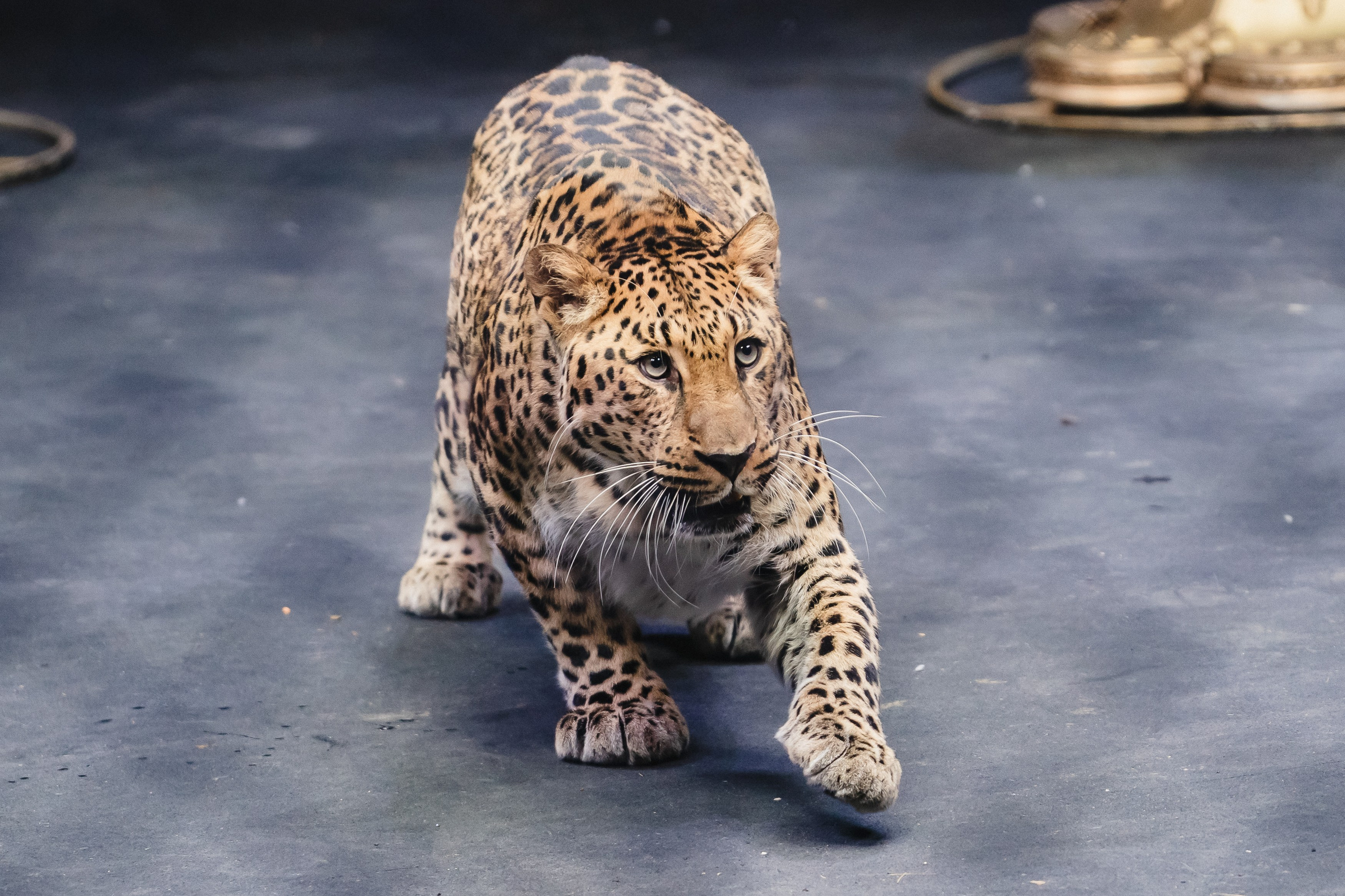 5 Континентов — Открытая репетиция. Воробьева Ксения — Спортивный и танцевальный фотограф Новосибирск