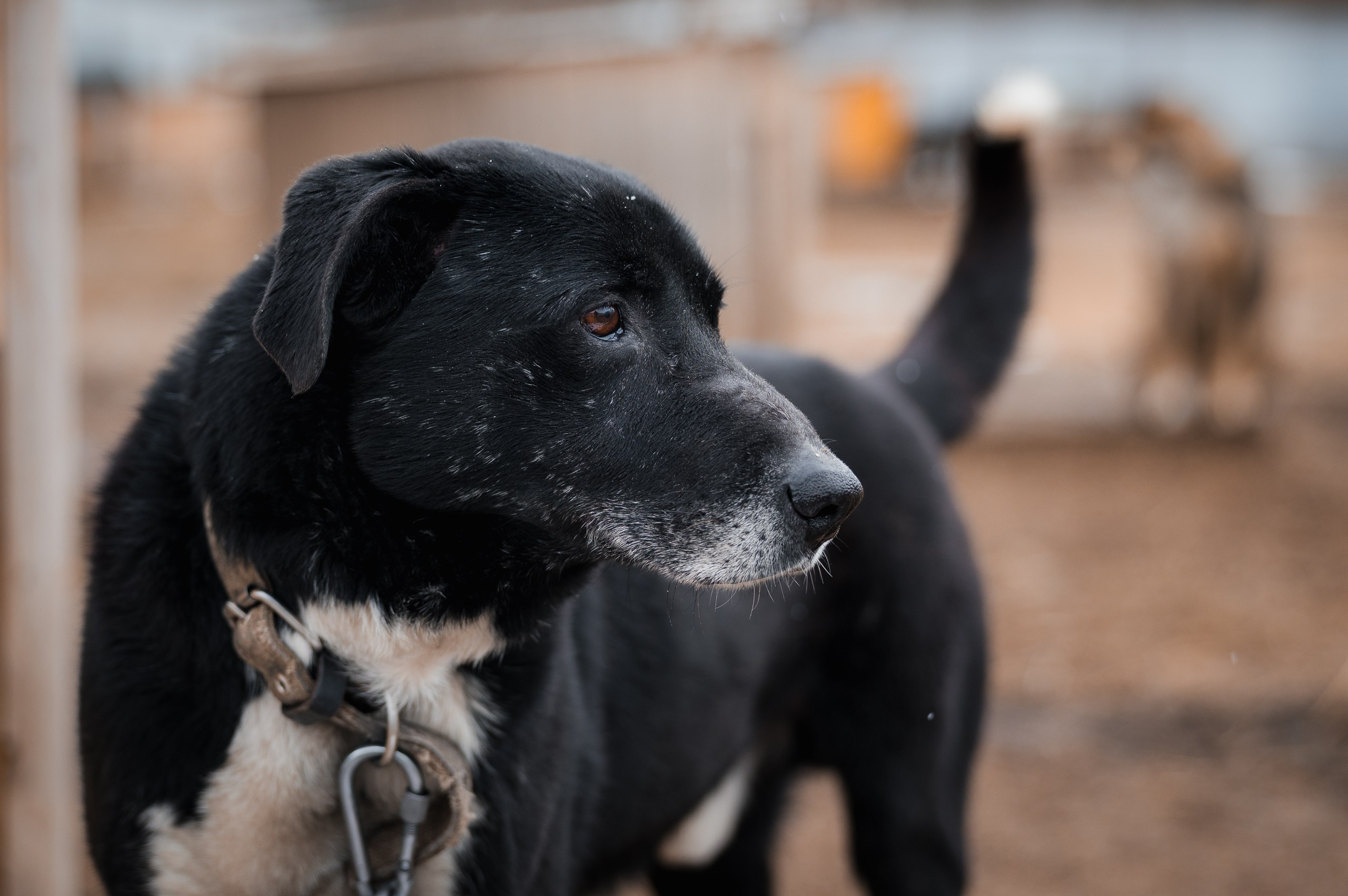 Малыш. Улыбка собаки — спасение и пристройство бездомных собак